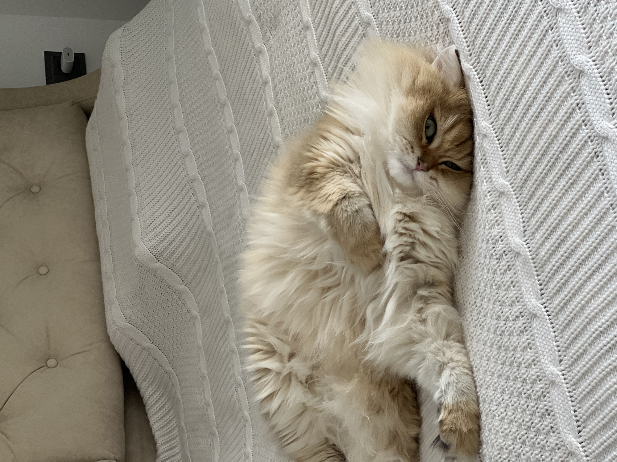 A fluffy, ginger-colored cat is lying on its side on a white, textured bedspread. The cat's head is turned upwards, revealing its green eyes and pink nose. Its body is curled, and its front paws are extended. The bed has a tufted headboard in a neutral tone. The scene is indoors, likely a bedroom. The location is not specified in Aksu, Turkey.