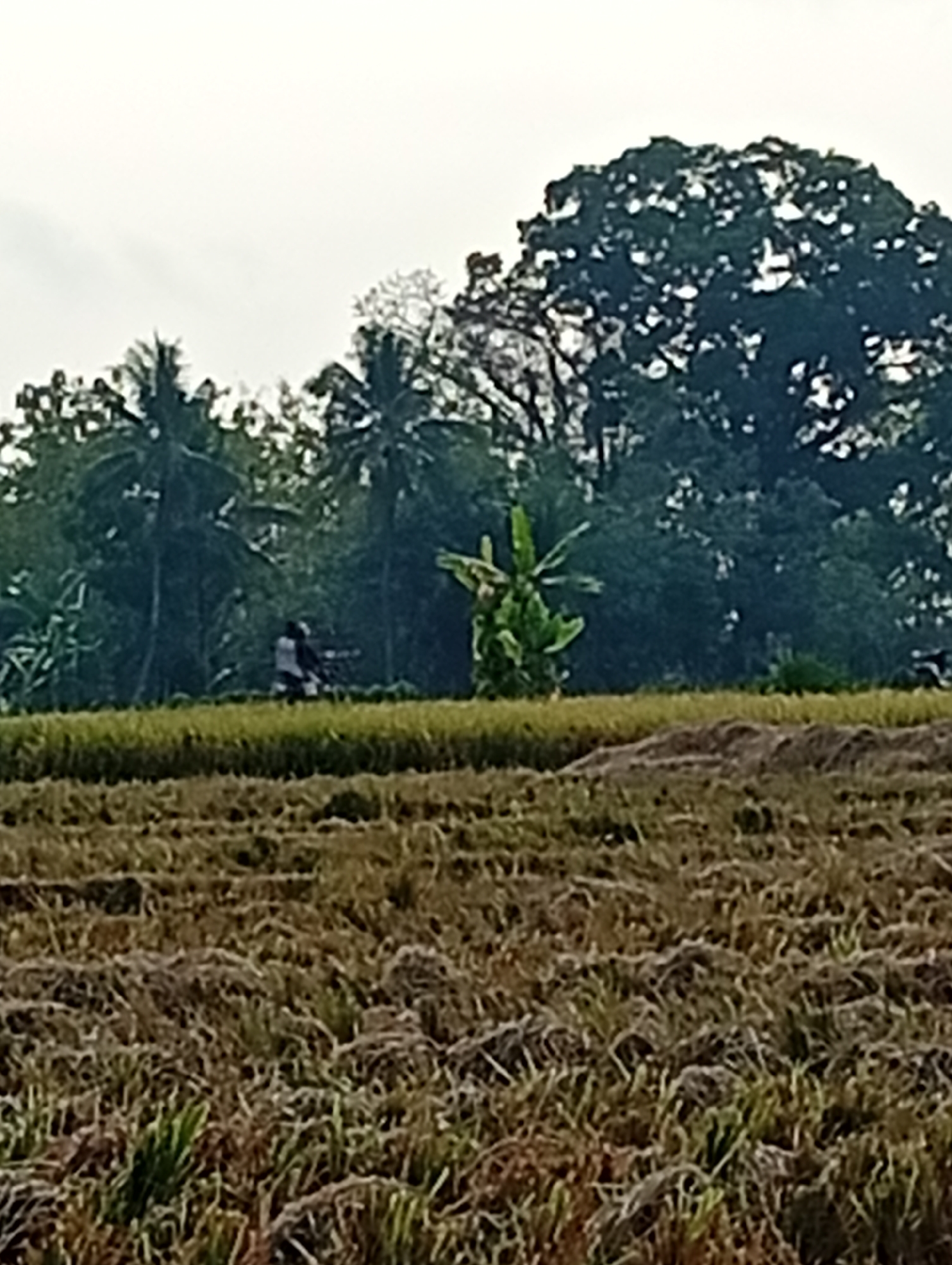 A low-angle, medium shot captures a farmer walking through a field of harvested rice stalks. The farmer, a figure wearing a white shirt and dark pants, is walking from left to right in the middle ground of the image. Behind the farmer is a line of green grass, and further back, a lush forest filled with various trees, including several palm trees and a large, broad tree with a rounded canopy. The sky is overcast, suggesting a cloudy day. The foreground is dominated by the dry, golden-brown rice stalks, a stark contrast to the vibrant green of the background.