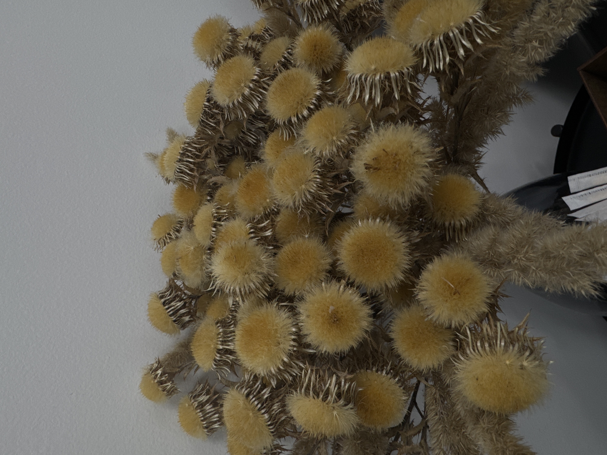 The image captures a close-up view of a dense arrangement of dried, spherical plant seed heads, resembling thistles or burrs. These objects are predominantly light tan to yellowish-brown, characterized by a soft, fuzzy, round top and a distinct, spiky or bristly base/collar that is a darker brown. Numerous individual seed heads are tightly clustered, showcasing varied sizes and orientations, creating a rich texture. Interspersed throughout the arrangement are dried, spiky stems and remnants of leaves, contributing to the overall botanical aesthetic.
The left side of the frame is occupied by a plain, light grey or off-white background, suggesting a wall or a simple backdrop. Towards the right and upper right, the background darkens, hinting at additional objects or a corner, including what appears to be a dark furniture piece and a stack of papers or labels with some indistinguishable text visible on the far right edge.
No activity or event is taking place; the image is a static portrayal of a decorative arrangement of dried plants. The lighting is soft and even, highlighting the intricate details and textures of the dried elements. The setting appears to be indoors, likely a decorative display. There are no discernible location cues, specific time of day, or human emotions depicted.