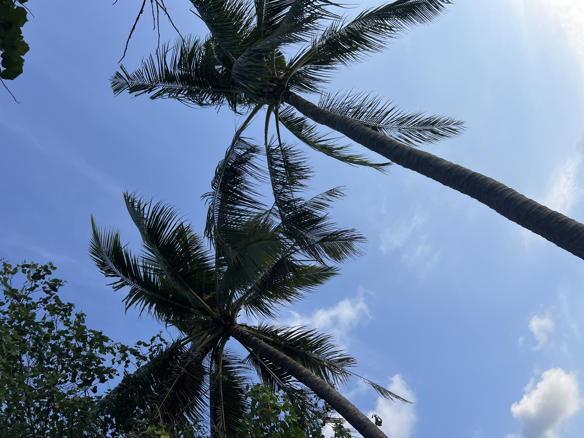 Two palm trees, silhouetted against a bright blue sky with scattered white clouds, dominate the frame. Their fronds fan out from the top, obscuring the sky in places. One tree trunk is more prominent, angled diagonally from the lower left to the upper right of the image. The other tree trunk is visible to the left, with green foliage from another tree extending from the top left corner. The image appears to be taken from a low angle, looking up towards the trees and sky, suggesting a tropical outdoor setting, possibly Kuta, Indonesia.