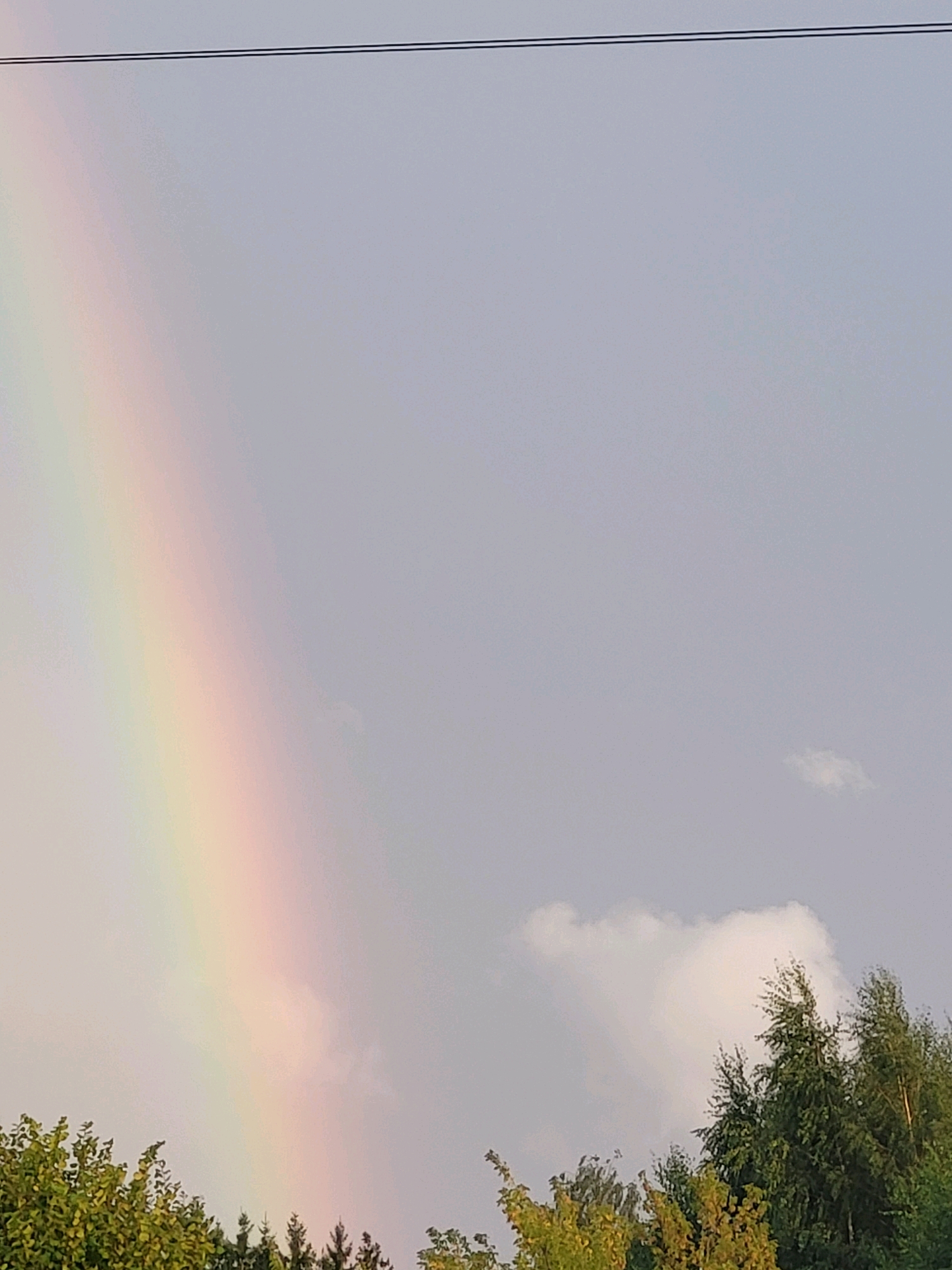 An image displays a rainbow arching across a pale gray sky, with the bottom portion obscured by the tops of green trees and some smaller pine trees. A thin, dark horizontal line, possibly a power line, stretches across the top of the frame. The scene is a natural outdoor environment, likely a park or residential area, given the presence of trees. There is no indication of the specific location within Jelgava, Latvia, or any people or actions depicted in the image. The lighting suggests it is daytime, possibly after a rain shower due to the presence of the rainbow.