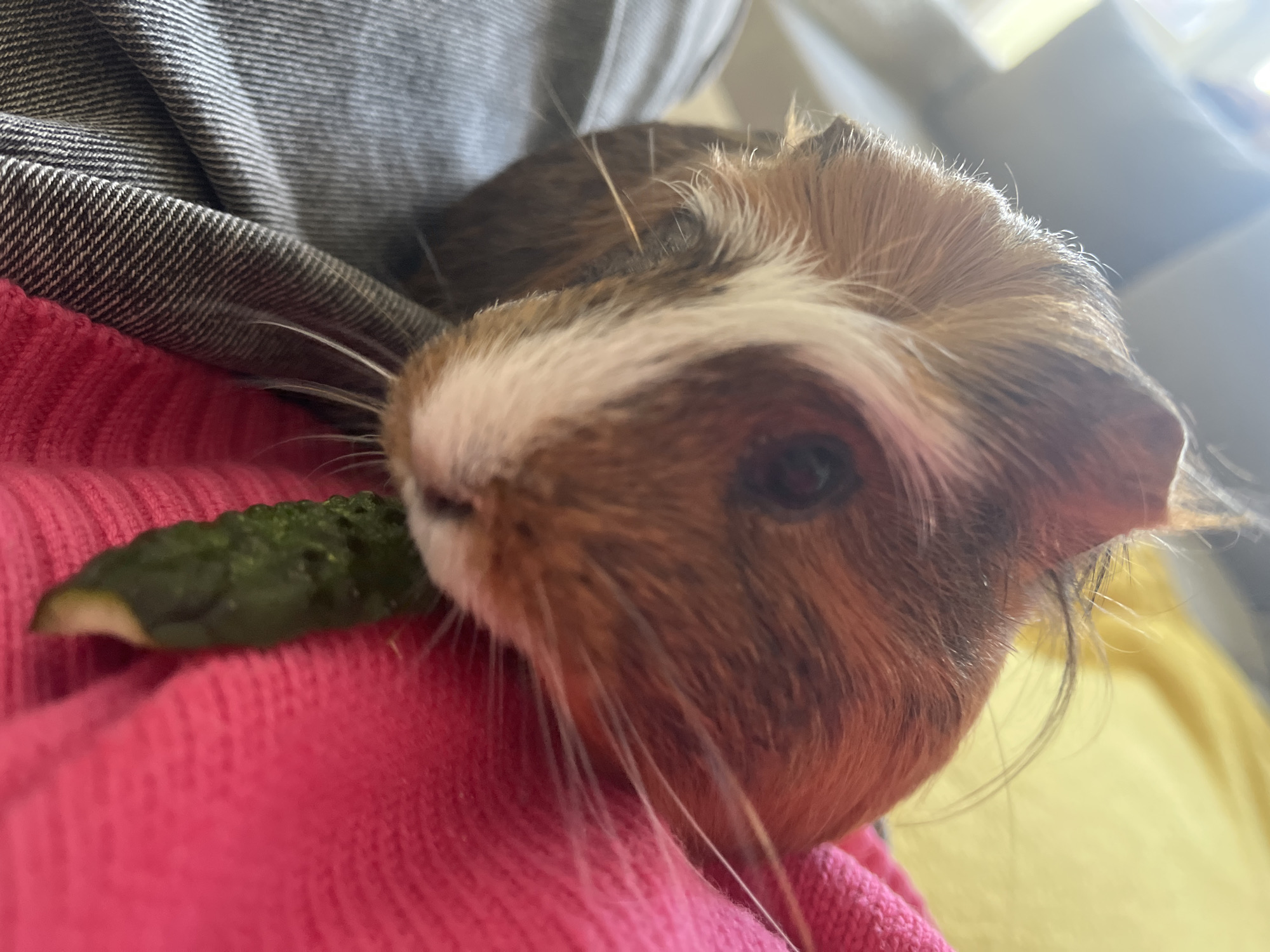 A close-up, Dutch angle shot shows the face of a guinea pig, partially obscured by a pink knitted garment and a gray denim fabric. The guinea pig has brown and white fur, with a prominent white stripe down its nose. A small piece of a green vegetable, possibly a cucumber, is visible near the top of the frame, nestled within the pink fabric. The guinea pig's dark eye is visible, as are its long whiskers. The background is blurred and out of focus, with a hint of yellow fabric on the left and a bright light source on the right. The image appears to be taken indoors, with soft lighting conditions.