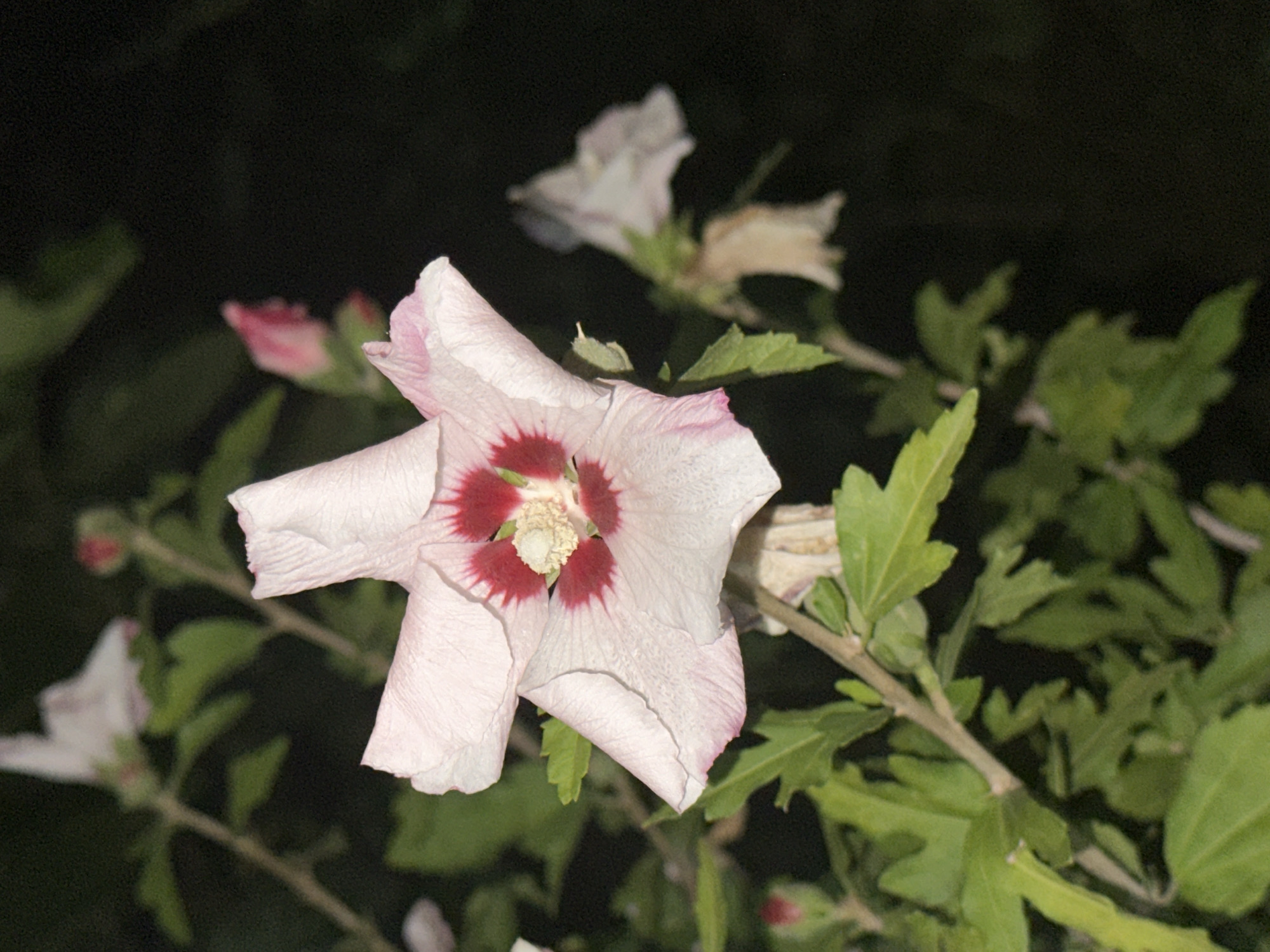 A close-up, nighttime shot focuses on a single, partially opened hibiscus flower. The flower is predominantly white with delicate pink tinges along its edges and a deep red center. Its petals are ruffled, and the stamen and pistil are visible in the center, appearing pale yellow. The flower is attached to a branch with green leaves, some of which are also tinged with pink. In the background, out of focus, are more hibiscus flowers and buds, as well as dark foliage, against a black background. The image appears to be taken in Nevinnomyssk, Russia, though no specific location within the city is identifiable. There are no people or animals present in the image.