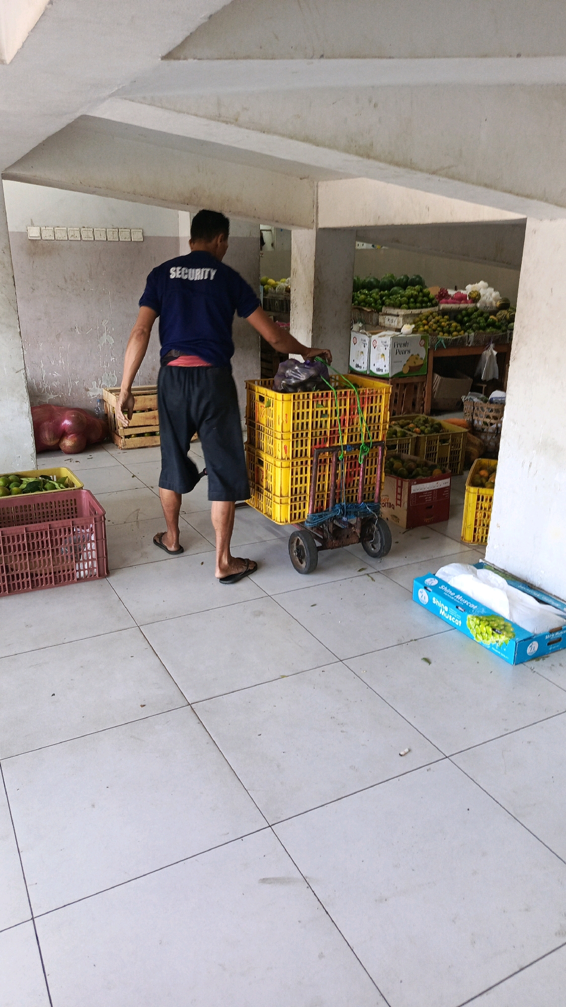 A person wearing a blue "SECURITY" t-shirt and black shorts is seen from behind, pushing a small trolley stacked with two yellow plastic crates. The trolley has two wheels and appears to be laden with some items, possibly produce, covered by dark plastic bags. The person is wearing flip-flops and a red waistband is visible above their shorts.
The scene appears to be an indoor market or storage area with concrete flooring and walls. To the left of the person, there are two crates: one red and one pink, both containing green produce. Further left, a large red bag, possibly filled with onions, is leaning against a wooden crate.
In the background, shelves are stocked with various fruits and vegetables, including oranges and what appear to be melons. Boxes with labels like "Fresh Pears" are also visible on the shelves. A blue cardboard box labeled "Shine Muscat" is on the floor in the foreground, to the right of the trolley. The overall environment suggests a commercial setting related to produce distribution or sale. The lighting is a mix of natural and artificial, creating some shadows on the floor and walls.