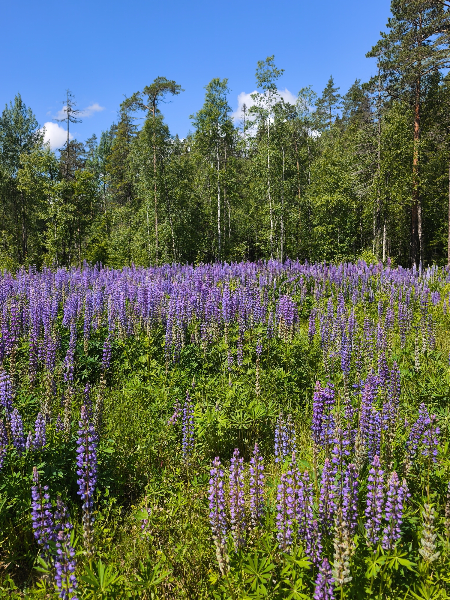 A vast field of purple lupine flowers stretches across the foreground, with a dense forest bordering the horizon under a bright blue sky dotted with a few white clouds. The lupine flowers are tall and slender, with numerous small blossoms clustered together, creating a vibrant carpet of color. The forest is composed of a mix of deciduous and coniferous trees, with lush green foliage. The overall scene evokes a sense of natural beauty and tranquility. The location is Unknown, Russia.
