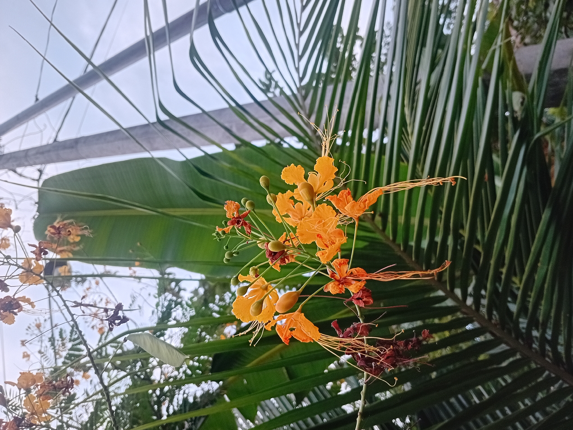 In Lhokseumawe, Indonesia, a cluster of bright orange flowers with long, delicate stamens blooms against a backdrop of lush green foliage. The flowers are situated on a thin branch, some appearing newly opened with prominent buds, while others are slightly faded or dried. Interspersed among the vibrant blooms are dried, dark red floral remnants. Behind the flowers, a large, broad green leaf, possibly from a banana plant, stretches vertically. To the right, a tall, gray utility pole stands, with several thinner cables or wires crisscrossing the sky. The image captures a close-up view of the flowering plant, with the utility pole and sky forming the distant environment.
