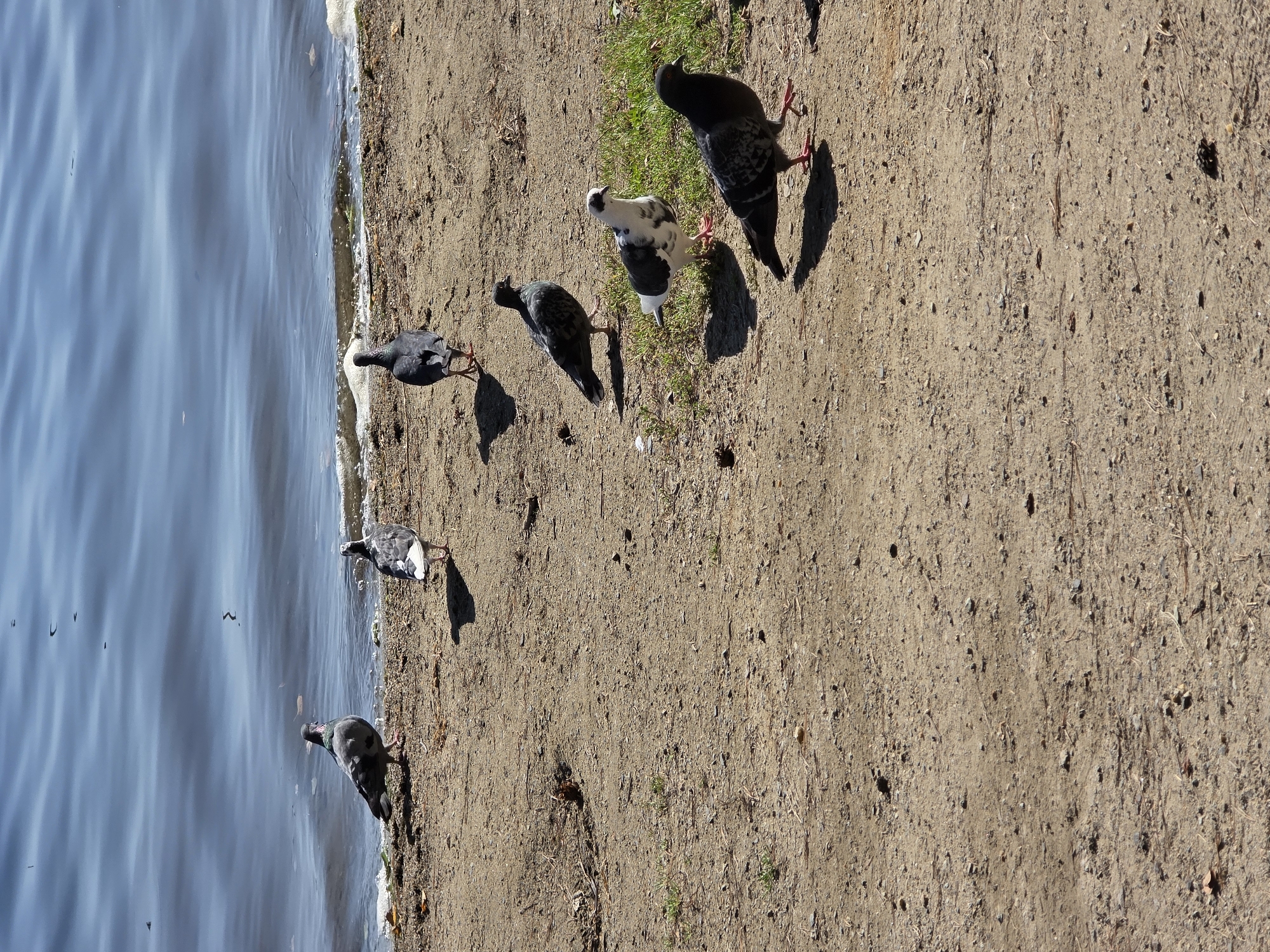 A flock of six pigeons is gathered on a sandy shore next to a body of water. The water, which is blue and rippled, occupies the top portion of the image, with a thin band of white foam and debris along the shoreline. The pigeons are of various colors, including gray, black, and white. Some are standing still, while others are walking. The ground is sandy and uneven, with patches of dry grass and small twigs. The scene appears to be in a natural setting, possibly a park or a lakefront.