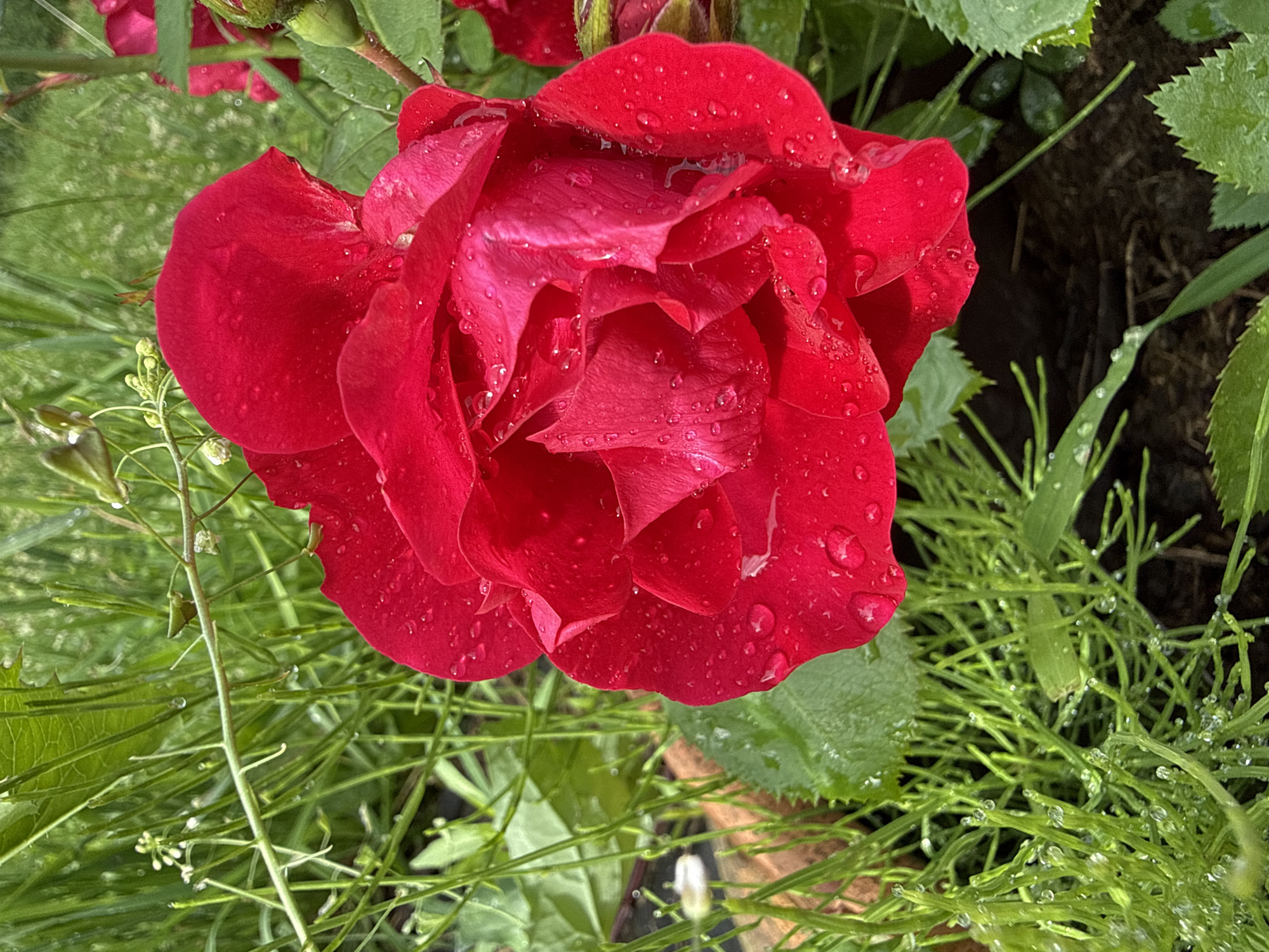 A close-up, slightly angled shot captures a vibrant red rose after a rain shower. The rose, centered in the frame, is in full bloom with many layered petals. Numerous small water droplets glisten on the surface of the petals, reflecting the light. The background is filled with lush green foliage. Some leaves are in sharp focus, showing their texture, while others are softly blurred. Thin green stems and feathery plants, also dotted with water droplets, surround the rose. The overall impression is one of freshness and natural beauty. The image appears to have been taken outdoors, likely in a garden, given the presence of the rose and surrounding plants. The light suggests it could be daytime, possibly after a morning rain. No people, text, or specific location cues beyond "Russia" are visible. The scene evokes a sense of tranquility and the delicate beauty of nature.