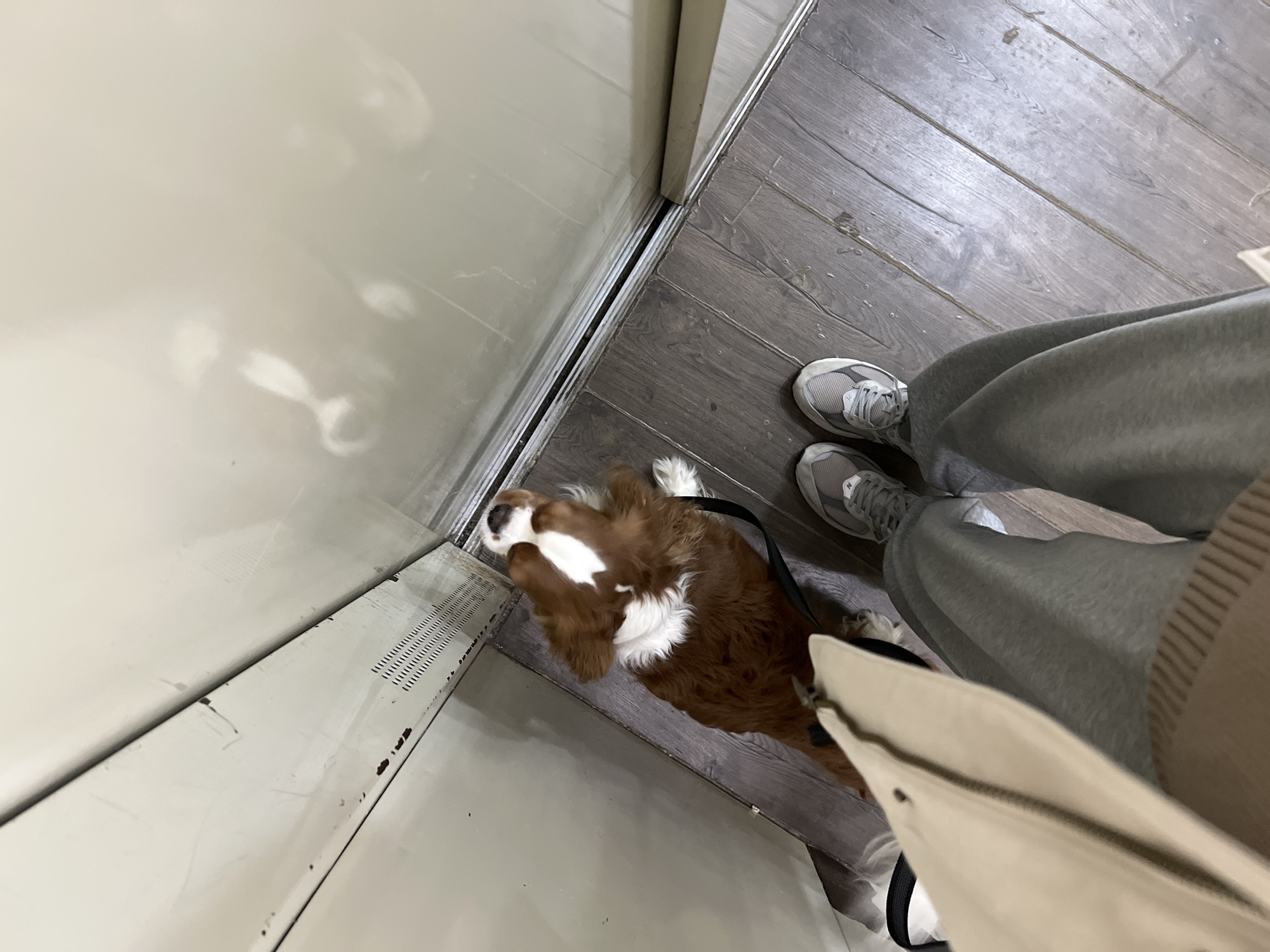 A high-angle, slightly off-center shot shows a brown and white Cavalier King Charles Spaniel dog next to a person standing in an interior space. The dog is positioned between the person's legs and a white sliding door, likely in a closet or similar storage unit. The person is wearing gray sweatpants and gray sneakers, with a cream-colored tote bag hanging from their shoulder. The floor is made of gray wood-like planks. The sliding door has a metal track and is made of white painted metal. The location is not discernible.