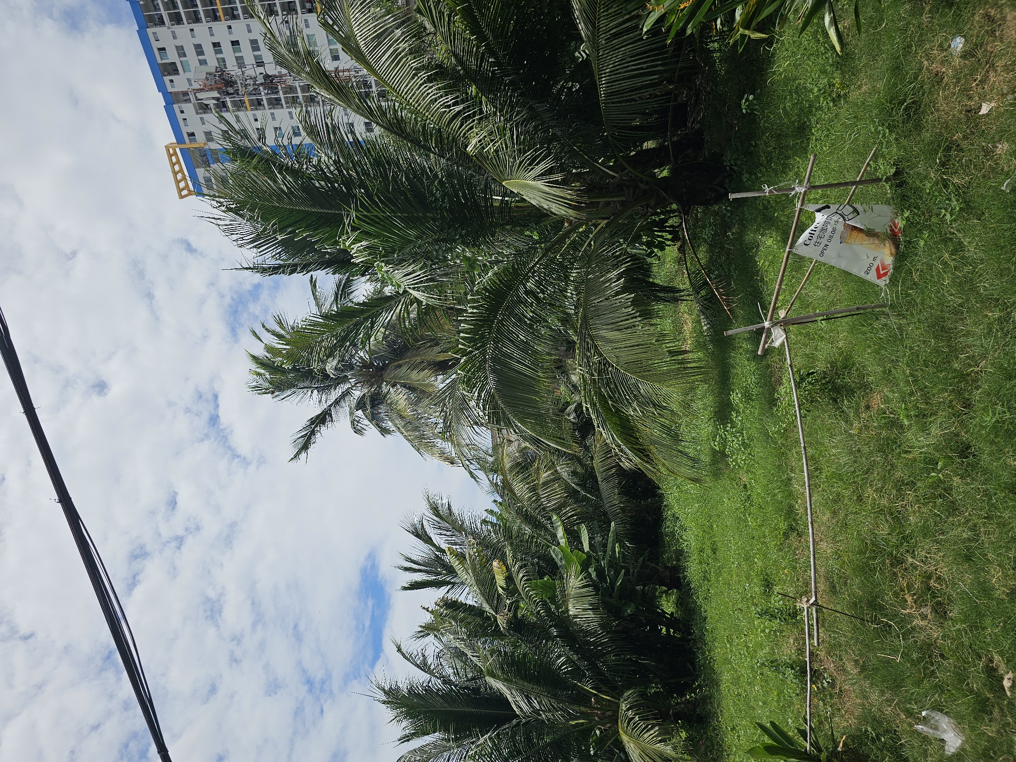 This is a photograph taken in Bangkok, Thailand. The image features a lush green landscape dominated by several coconut palm trees. In the background, a modern, multi-story building with a blue and yellow trim stands tall against a cloudy sky. A black cable is strung across the top portion of the frame. In the foreground, a makeshift structure made of bamboo poles and rope supports a white bag that appears to be a promotional item, possibly for coffee, with some text and an image of a drink visible. The ground is covered in thick, green grass, with some dry patches and scattered debris, including a white plastic bag. The overall scene suggests an area where natural vegetation meets urban development.