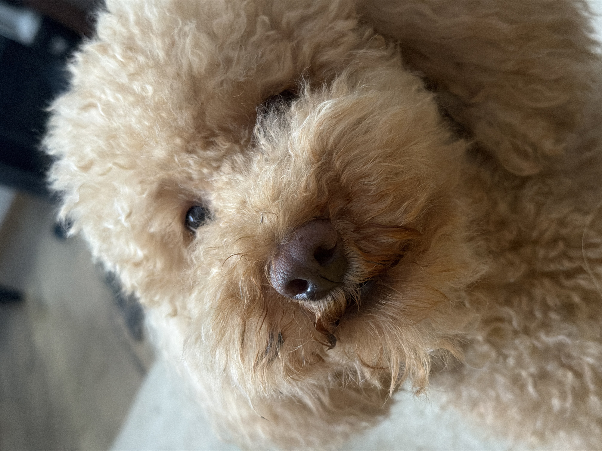 The image is a close-up, head-on, portrait of a light brown poodle. The dog's fur is curly and appears slightly damp in some areas. Its nose is dark brown and textured. The dog's eye is visible on the left side of the image, appearing dark and round. The background is blurred and indistinct, with a light, neutral tone, suggesting an indoor setting. There are no visible objects or people in the frame besides the dog. The image does not provide any information about the location in Zvezdara Urban Municipality, Serbia.
