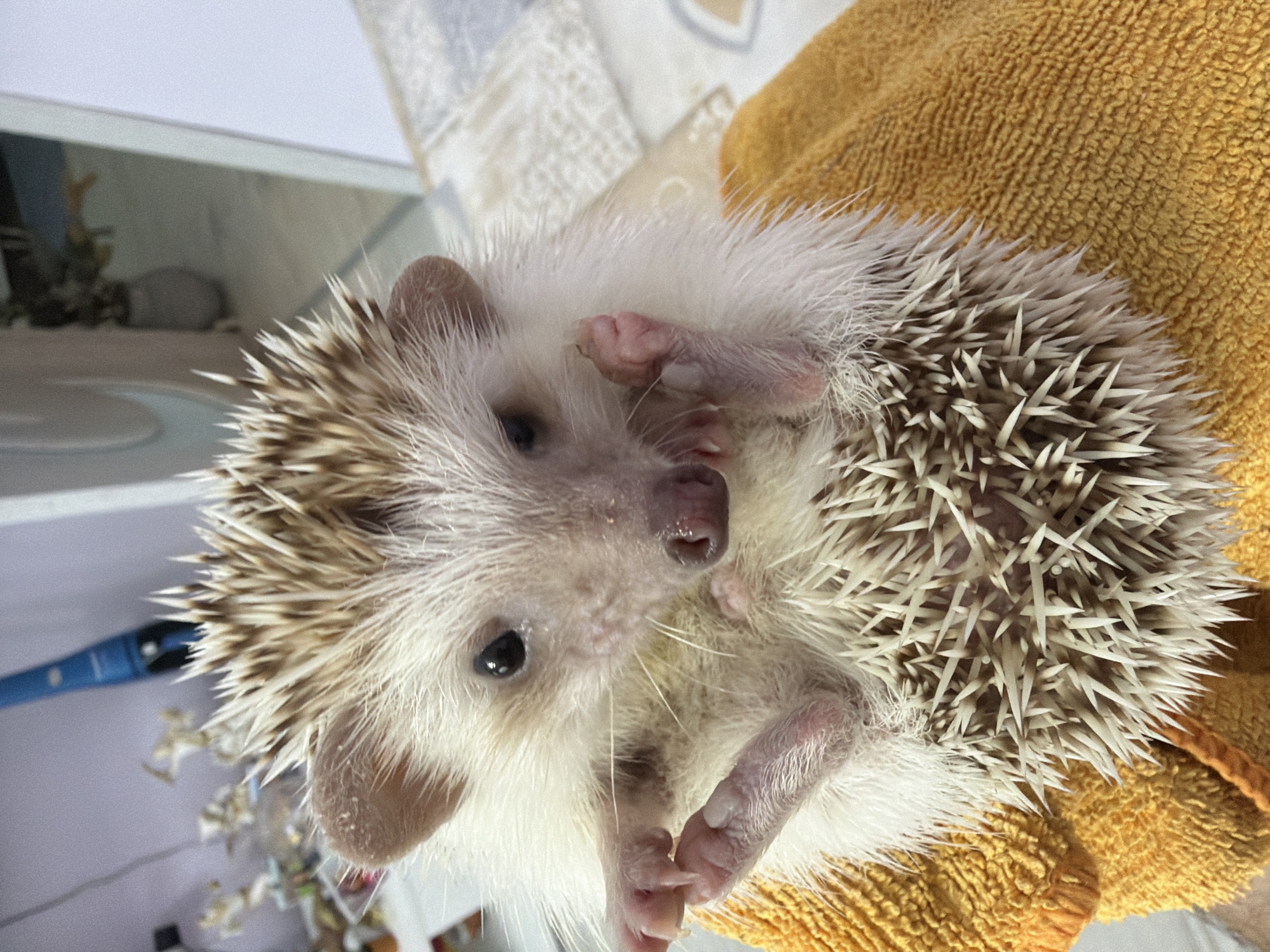 A light-colored African pygmy hedgehog is depicted lying on its back, held or resting on a textured, bright yellow terry cloth towel. Its white underside, small pink nose, dark eyes, and delicate pink paws are clearly visible, with its front paws slightly raised towards its face. The hedgehog's spiny dorsal surface, featuring a mix of white and light brown quills, is partially visible around its perimeter. The background is a blurred indoor setting, characterized by light-toned walls or surfaces. A blue handheld vacuum cleaner is mounted or resting against a wall in the upper left background, and other indistinct objects, possibly decorative items or small plants, are visible on shelves or surfaces further back. A portion of a white frame or doorway is visible on the right side of the background. There is no visual information within the image to indicate a specific location in the city of Sofia, Bulgaria.