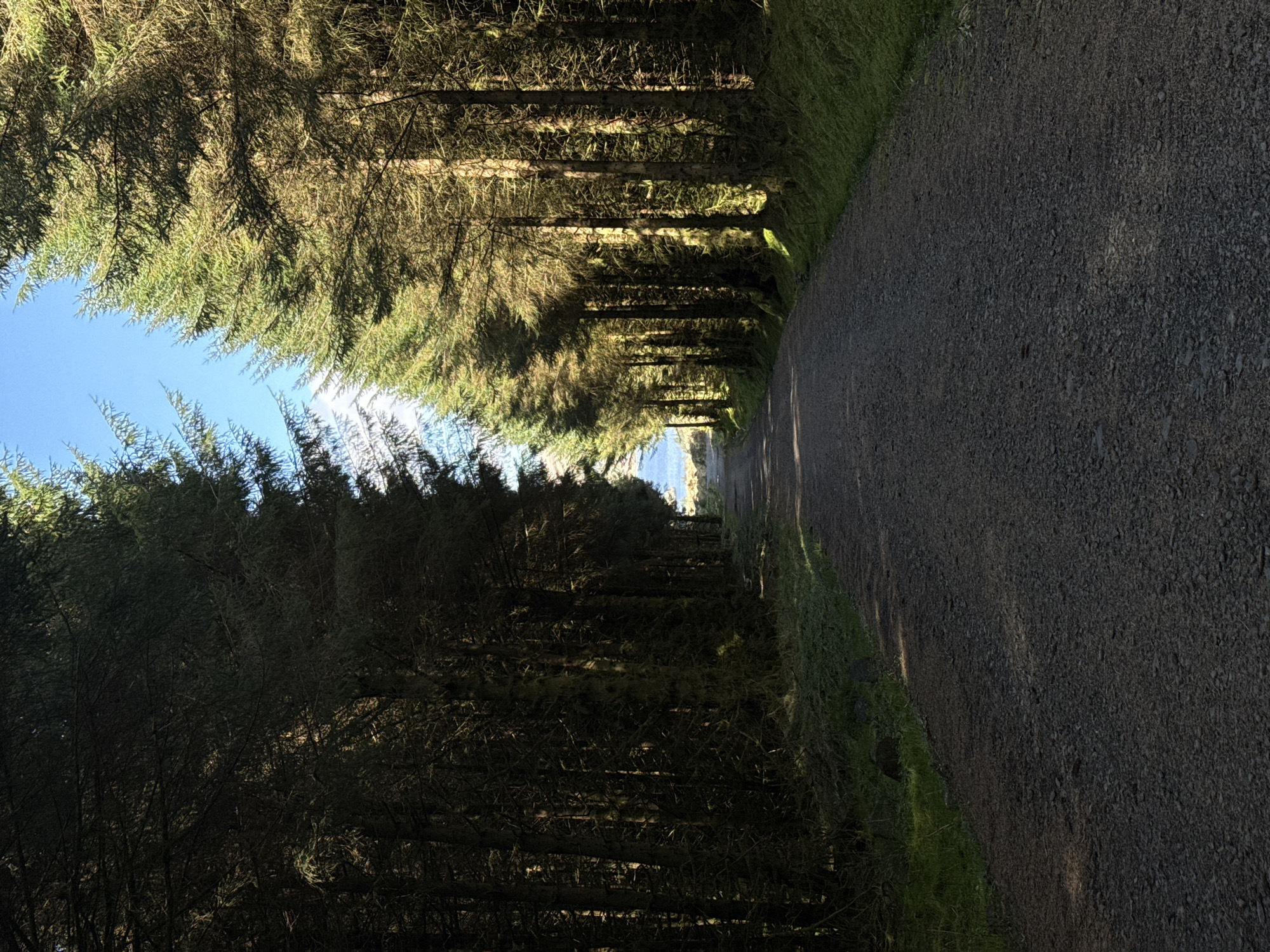 The image displays a serene forest path, oriented vertically, receding into the distance towards a bright horizon. The path itself is a narrow track made of dark gray gravel or finely crushed stone, occupying the right side of the frame. Long, distinct shadows from the surrounding trees stretch across the path, suggesting either early morning or late afternoon sunlight.
Dense rows of tall, slender evergreen trees, likely conifers, line both sides of the path, forming a natural tunnel. The trees on the left side of the path are mostly enveloped in deep shadow, appearing dark green to almost black, while the trees on the right, particularly their upper sections and canopy, are brightly illuminated by direct sunlight, showcasing vivid green foliage. Patches of green grass and other low vegetation flank the edges of the path, more prominently on the sunlit right side.
Above the tree line, a clear, vibrant blue sky is visible, predominantly in the upper left portion of the image, indicating fair weather. In the far distance, at the very end of the path, a bright expanse of water, possibly a lake or sea, is visible, reflecting the sky and serving as a luminous focal point. The scene is devoid of people, animals, or any specific activity, emphasizing its tranquil and untouched natural state. There is no visible text present in the image.