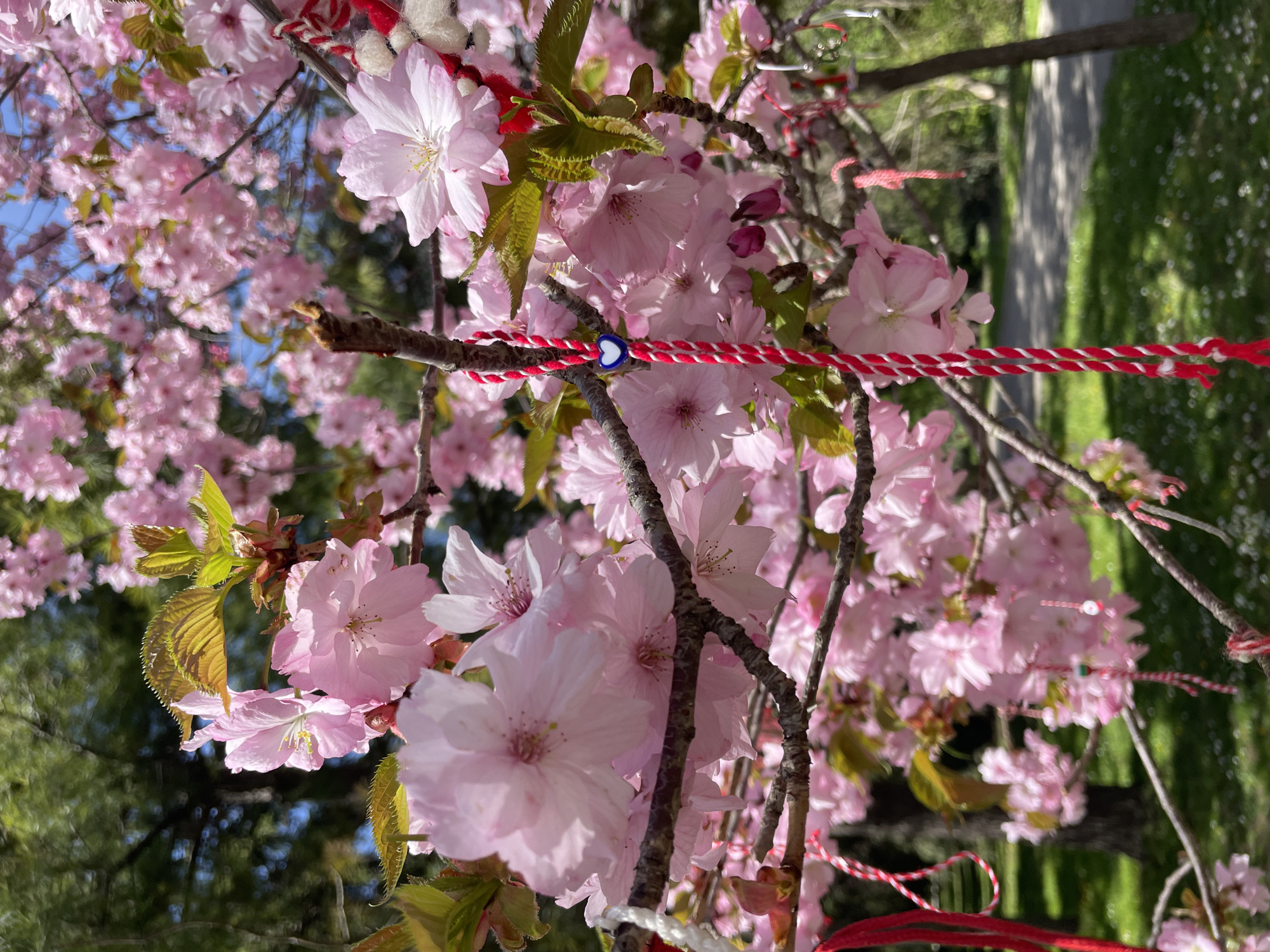 The image captures a vibrant close-up of a blossoming tree adorned with traditional Bulgarian Martenitsi. The tree is covered in numerous delicate pink flowers, likely cherry blossoms or a similar ornamental variety, with some young green leaves also visible. The blossoms are in full bloom, showcasing their detailed petals and yellow stamens, and are illuminated by bright natural daylight, indicating a sunny spring day.
Several red and white twisted strings, known as Martenitsi, are tied around the branches and intertwined with the blossoms. One particularly prominent Martenitsa features a small, heart-shaped bead with a blue and white evil eye design, serving as a protective charm. The background is softly blurred, revealing hints of a paved path and green grass, suggesting an outdoor setting like a park or garden in Varna, Bulgaria.
The presence of the Martenitsi signifies a cultural celebration, specifically Baba Marta Day, which marks the arrival of spring in Bulgaria. The overall scene conveys a sense of natural beauty, renewal, and festive tradition. No visible text is present in the image.
