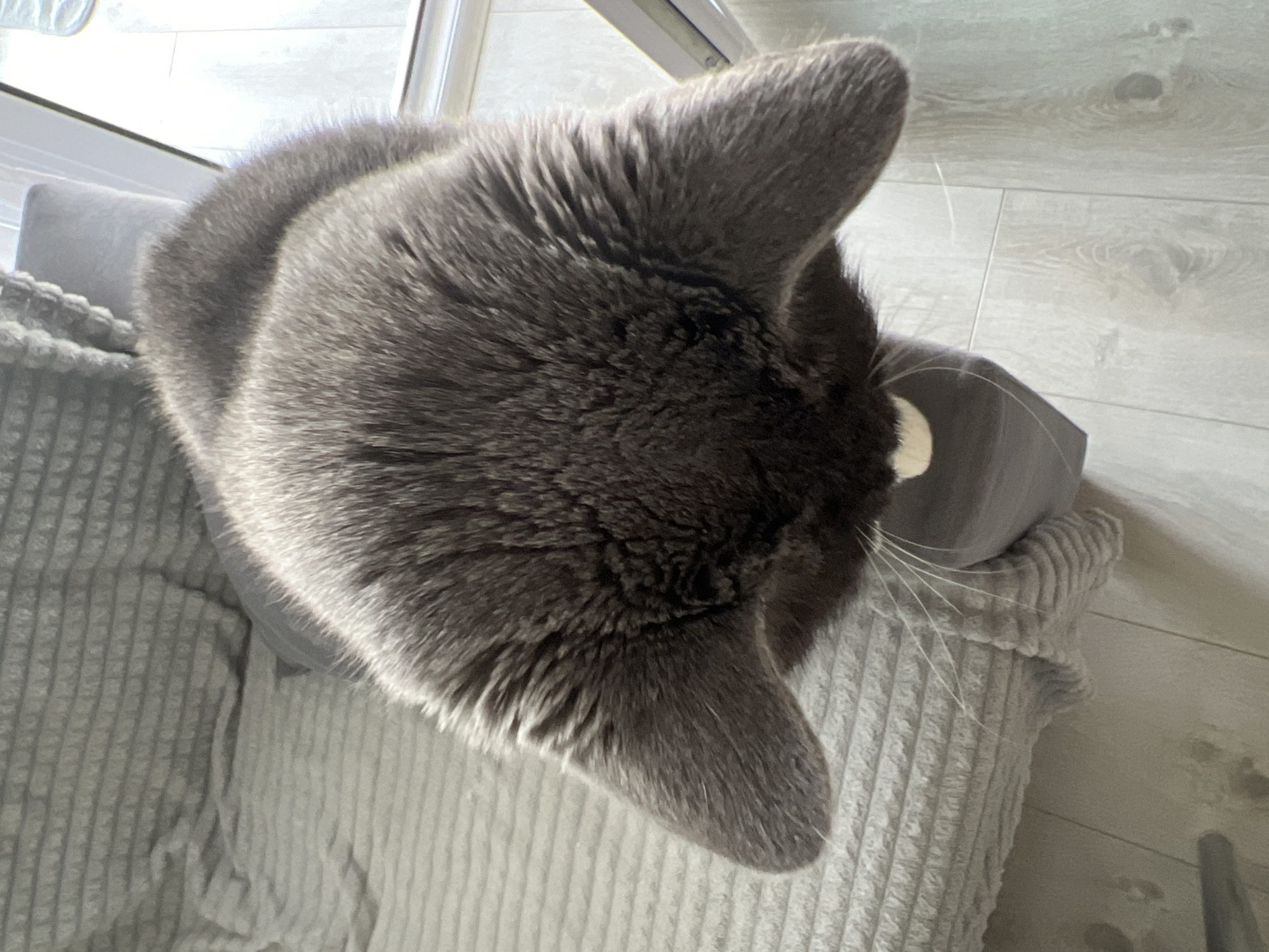 An overhead photograph depicts a domestic feline, specifically a grey-furred cat, positioned on a light grey, textured furniture item, consistent with a sofa or armchair. The cat's dorsal aspect is presented to the viewer, with its head angled downwards and slightly forward. A distinct white patch is visible on its lower muzzle/chin area, from which long white vibrissae extend. Its ears are visible, pointed and upright. The furniture's surface exhibits a ribbed or corrugated pattern, possibly from a draped throw blanket. In the background, to the right and below the cat, light-toned plank-style flooring is visible. A vertical white-framed structure, suggestive of a window or door, is partially visible in the upper right, contributing to the ambient natural light illuminating the scene. The scene is located indoors within the city of Tyumen, Russia. No other subjects or active interactions are observed.