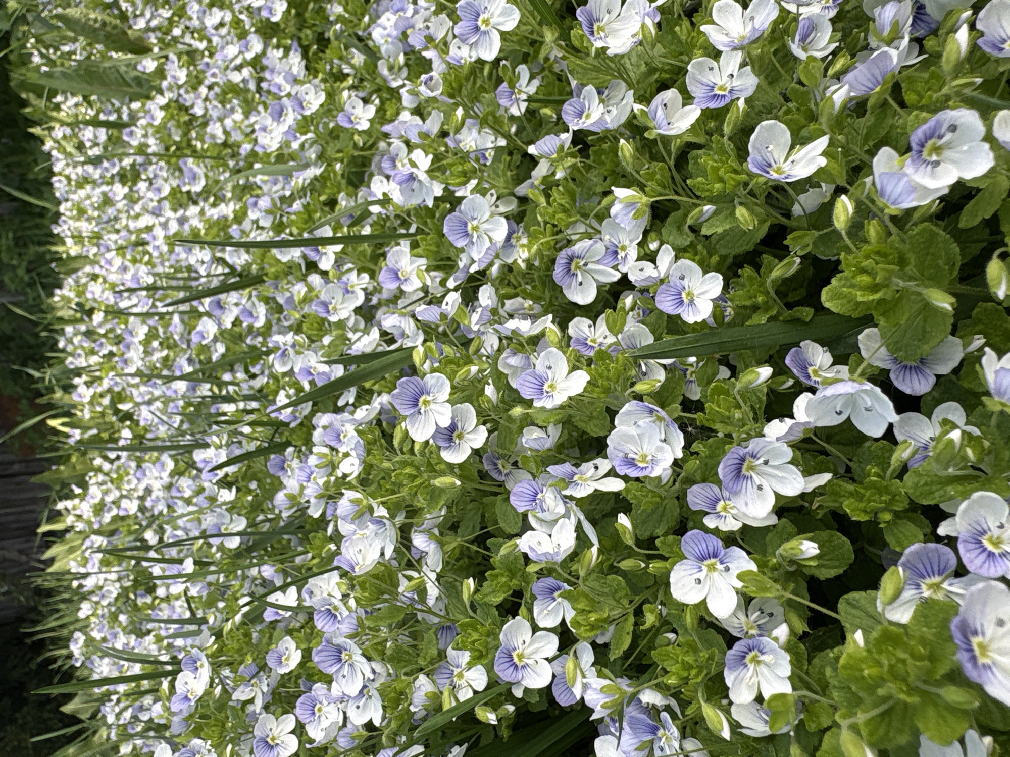 A close-up, ground-level, angled shot displays a dense patch of small, white and pale blue flowers. The flowers are interspersed with green foliage. A few blades of longer grass are visible among the flowers. In the background, a blurred area suggests the continuation of the flower patch. A small strip of dark vegetation and some weathered wood-like material can be seen in the far upper left corner. The scene appears to be outdoors. There is no explicit confirmation of location or specific objects, persons, or actions.