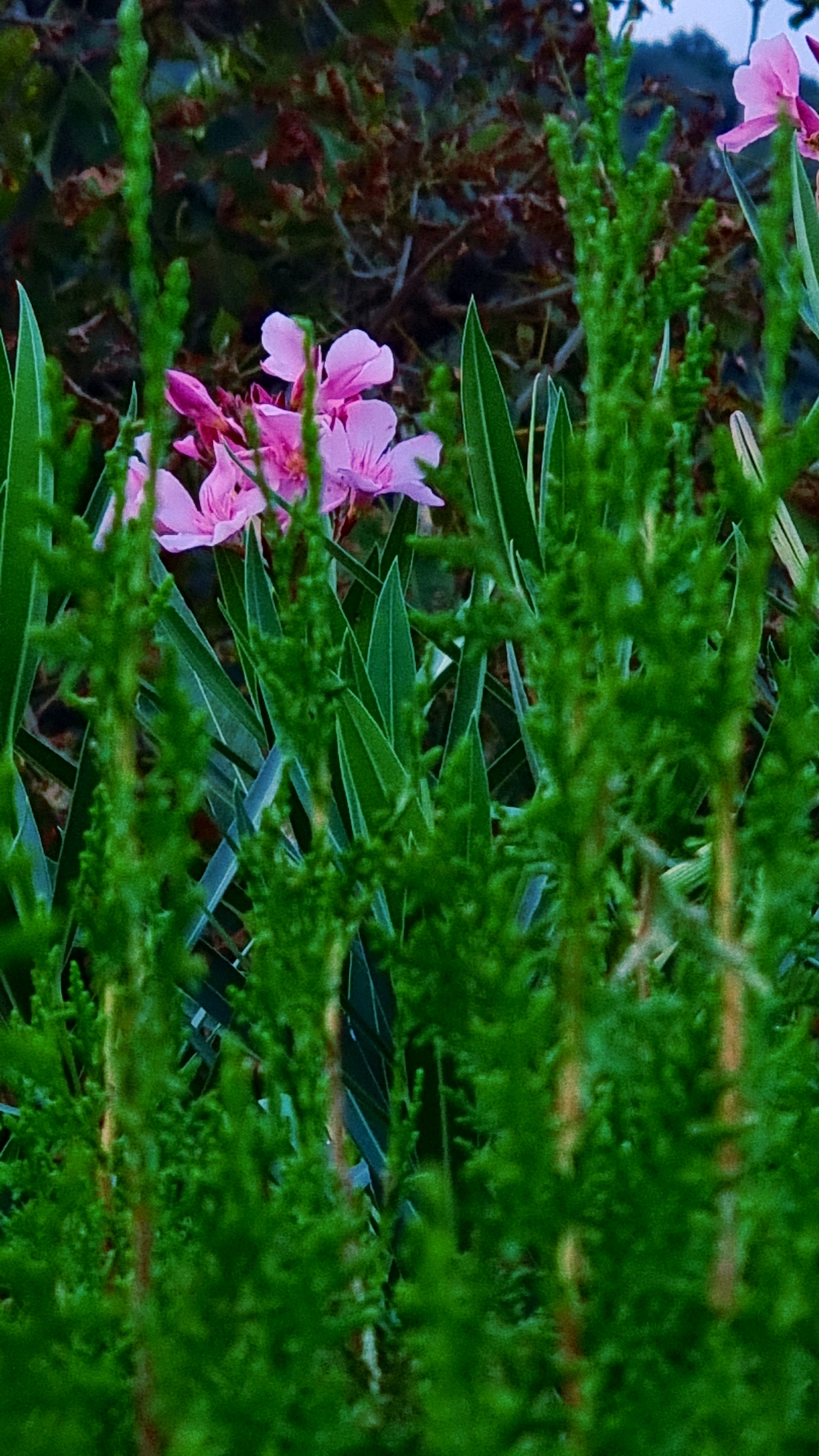 The image shows a close-up of pink oleander flowers peeking through dense green foliage. The flowers are clustered together, with some slightly out of focus in the background. The foreground is dominated by the feathery texture of bright green plants, likely Asparagus setaceus (Asparagus fern), with hints of light brown stems visible. Long, slender green leaves of the oleander plant are also visible interspersed between the fern-like foliage. The background is a blur of darker greens and browns, suggesting a garden or natural setting. The lighting appears to be dim, possibly taken at dusk or in shade, contributing to the rich, saturated colors. The image does not contain any people, actions, or interactions. The scene is devoid of any urban elements that would specifically place it within the city of Sant Joan Les Fonts, Spain, other than the provided contextual information.