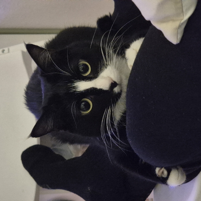 A black and white tuxedo cat with prominent yellow-green eyes and long white whiskers is centered in a close-up, head-on view. The cat is resting on a person's lap, indicated by the dark blue fabric of their clothing. One of the cat's front paws, white with partially extended claws, is visible on the fabric. In the upper left background, a person's leg covered by a black sock is discernible, along with a portion of a white object, possibly a chair. A light-colored cushion or pillow is visible in the lower right foreground. The cat maintains a direct, alert gaze towards the viewer. This indoor scene is situated in Strasbourg, France.