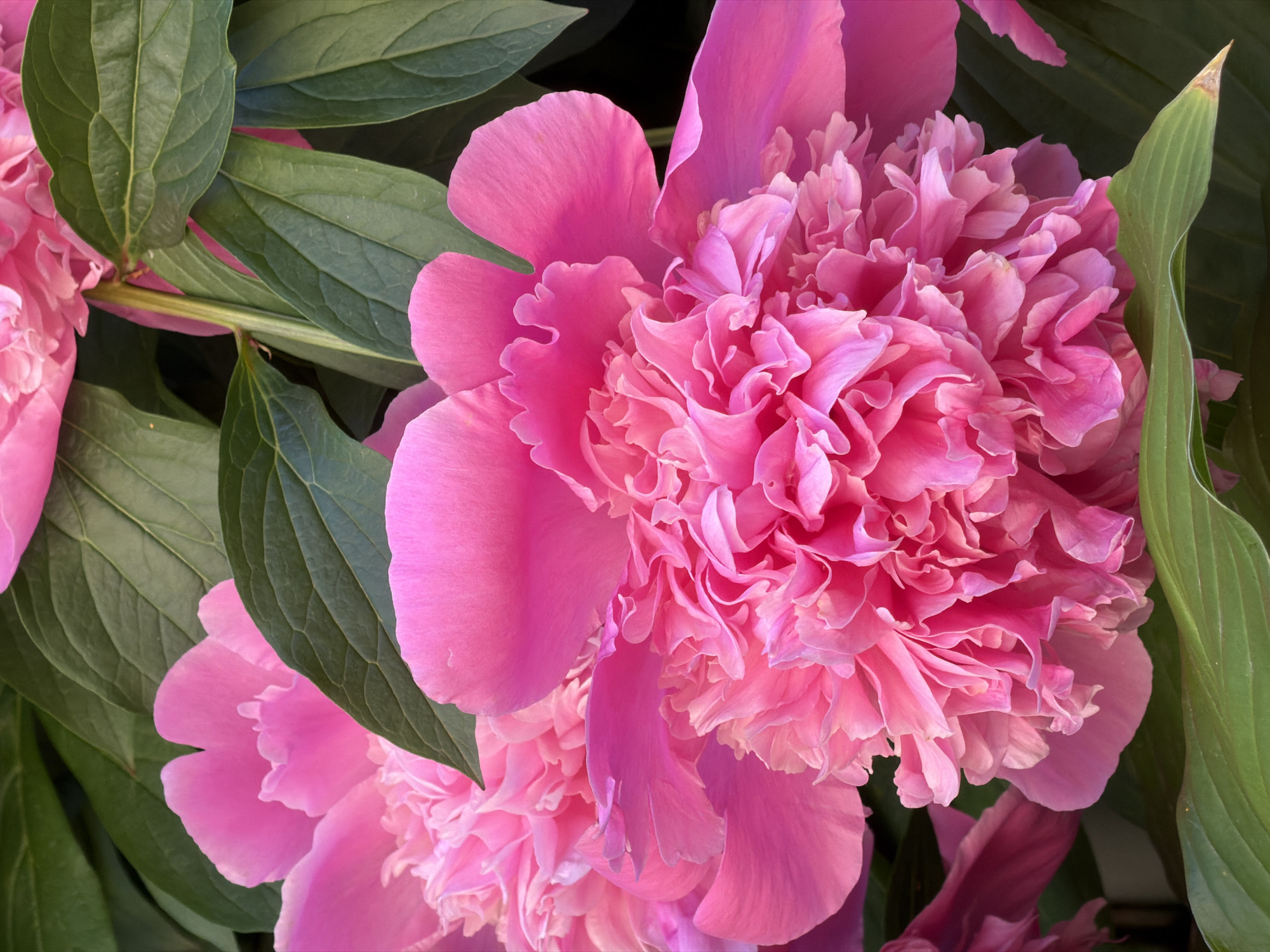 A close-up, vertical shot shows multiple vibrant pink peonies in full bloom, interspersed with dark green foliage. The flowers are the primary subject, with their ruffled petals and lush centers filling most of the frame. The lighting appears natural, highlighting the texture and depth of the blossoms. The background consists of more green leaves, some of which are out of focus, creating a soft backdrop. The image does not contain any people or specific landmarks that would allow for identification of a location within Saint Petersburg, Russia.