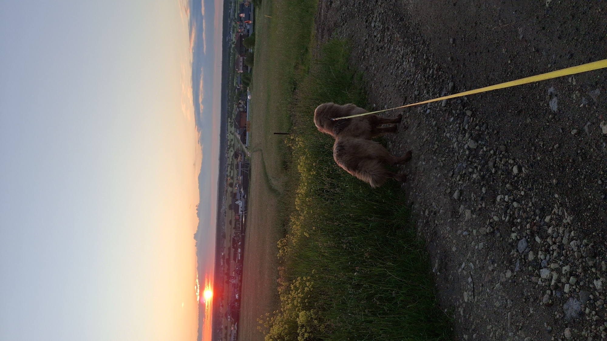 A wide shot captures a dog on a leash standing on a gravel path in Kempelevo, Russia, during sunset. The dog, a medium-sized, fluffy, brown breed, faces away from the camera, looking towards a field and a village. A bright yellow leash is attached to its harness and extends down towards the right side of the frame. The field is covered in tall green grass and dotted with small yellow flowers. In the background, a village with houses and buildings is visible, nestled among rolling hills. The sky above is a gradient of pale blue at the top, transitioning to soft oranges and reds near the horizon, indicating the sun is setting. The overall scene is serene and picturesque, highlighting the natural beauty of the Russian countryside at dusk.