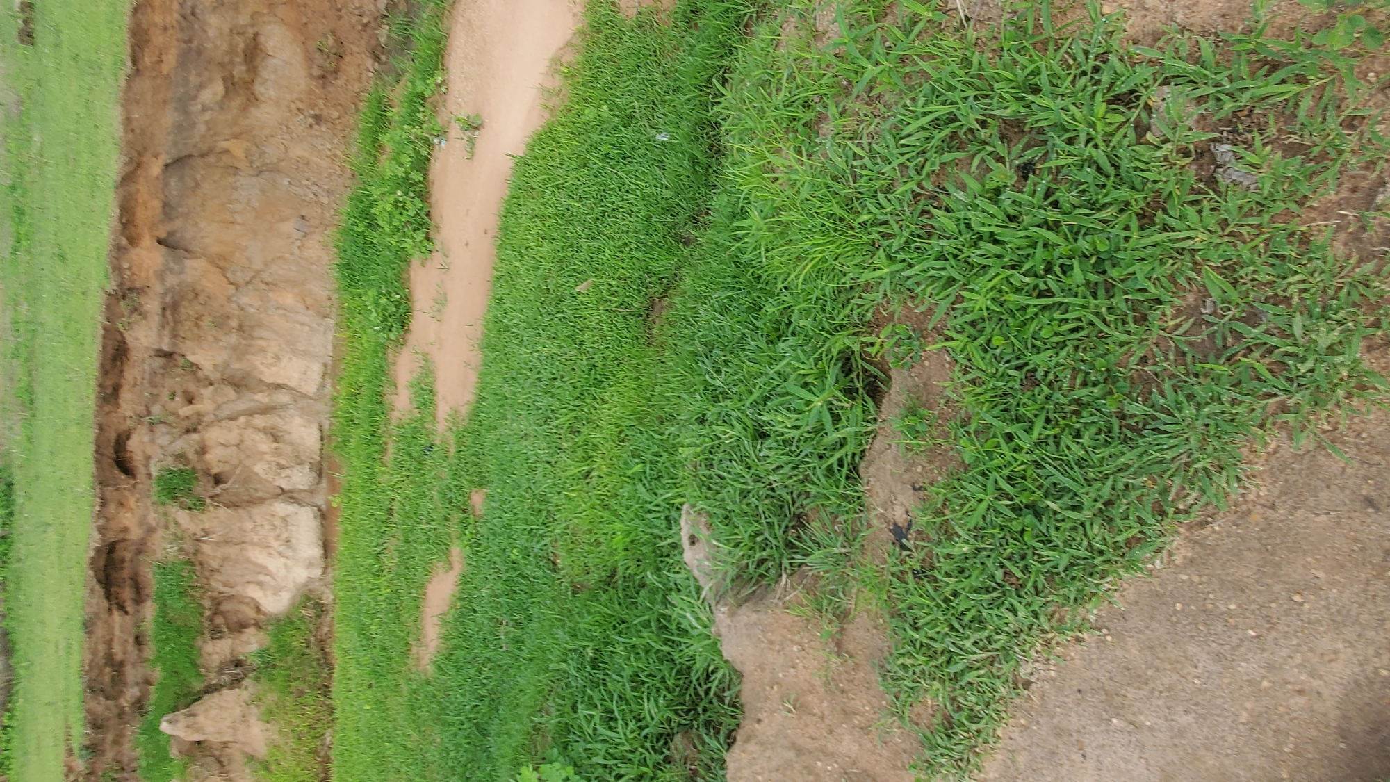 The image depicts a natural landscape featuring a bank of soil with a noticeable erosion line. Green grass covers the foreground and the top of the bank, with patches of bare earth and sand interspersed. Some water is visible at the base of the eroded bank. The scene appears to be outdoors, possibly in a rural or undeveloped area. There are no people or man-made structures visible in the image.