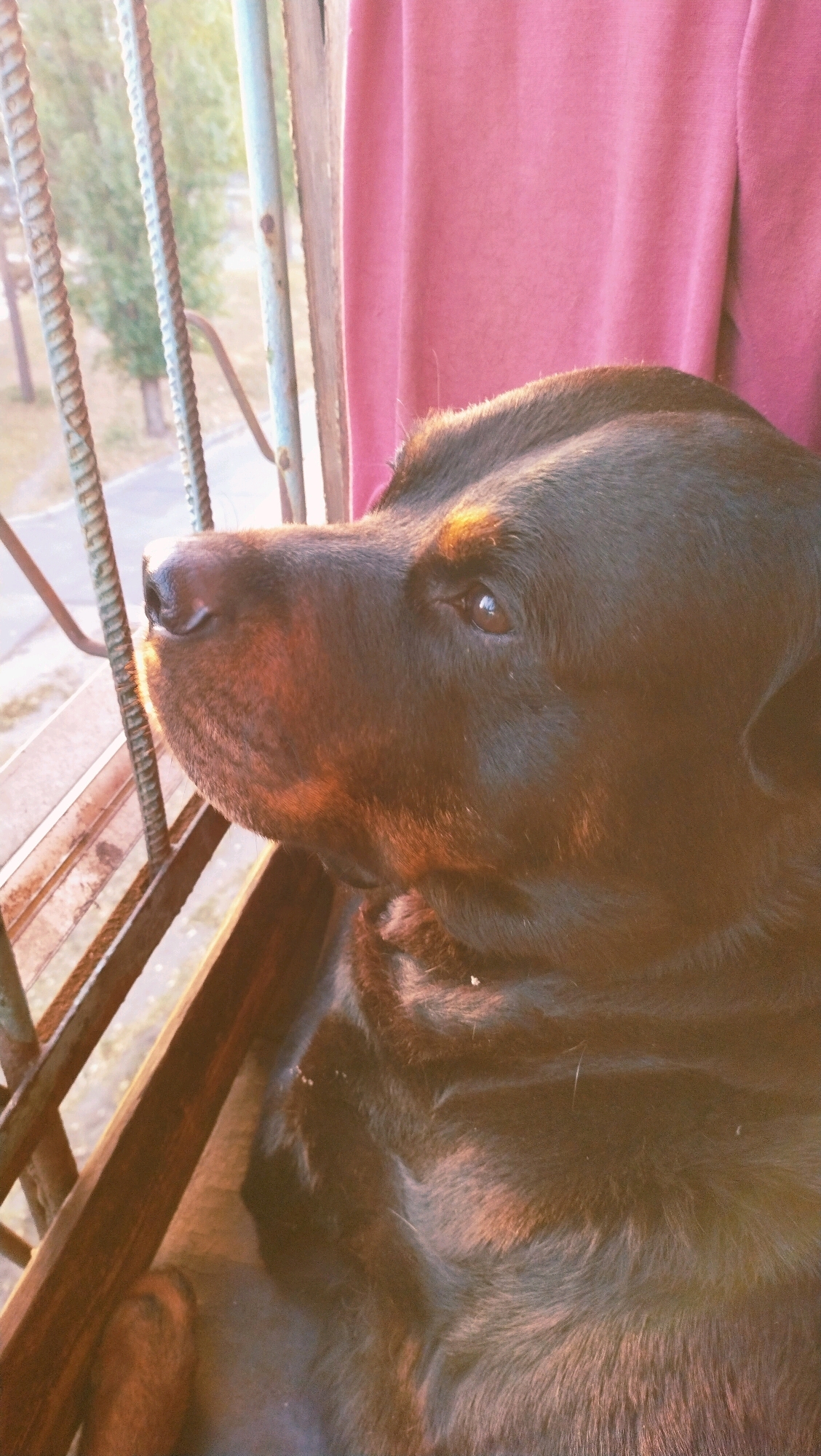 A Rottweiler is looking out of a window, which appears to be on a balcony, in the city of Horishni Plavni, Ukraine. The dog's head and upper body are visible in the foreground, with its dark fur catching the warm light of the sun. The background shows the hazy outline of trees and buildings outside, suggesting a residential area. The window is protected by metal bars, and a pink curtain is visible on the right side of the frame. The overall impression is a quiet, possibly contemplative moment for the dog.