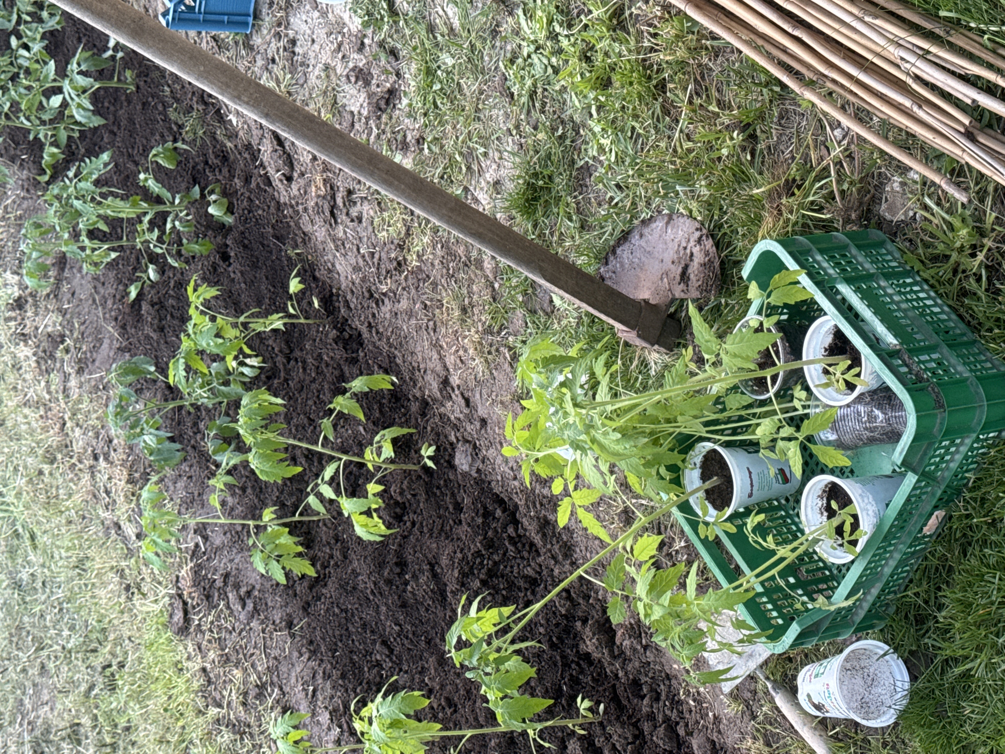 The image shows a garden plot in Varna, Bulgaria, prepared for planting. A row of young tomato plants is already in the ground. A green plastic crate holds several more tomato seedlings in white plastic pots. Next to the crate is a shovel and a bundle of bamboo stakes. A blue object, possibly a small tool or container, is visible further up the prepared soil. The ground is a mix of cultivated dark soil and surrounding grass and weeds. There are no people visible in the image.