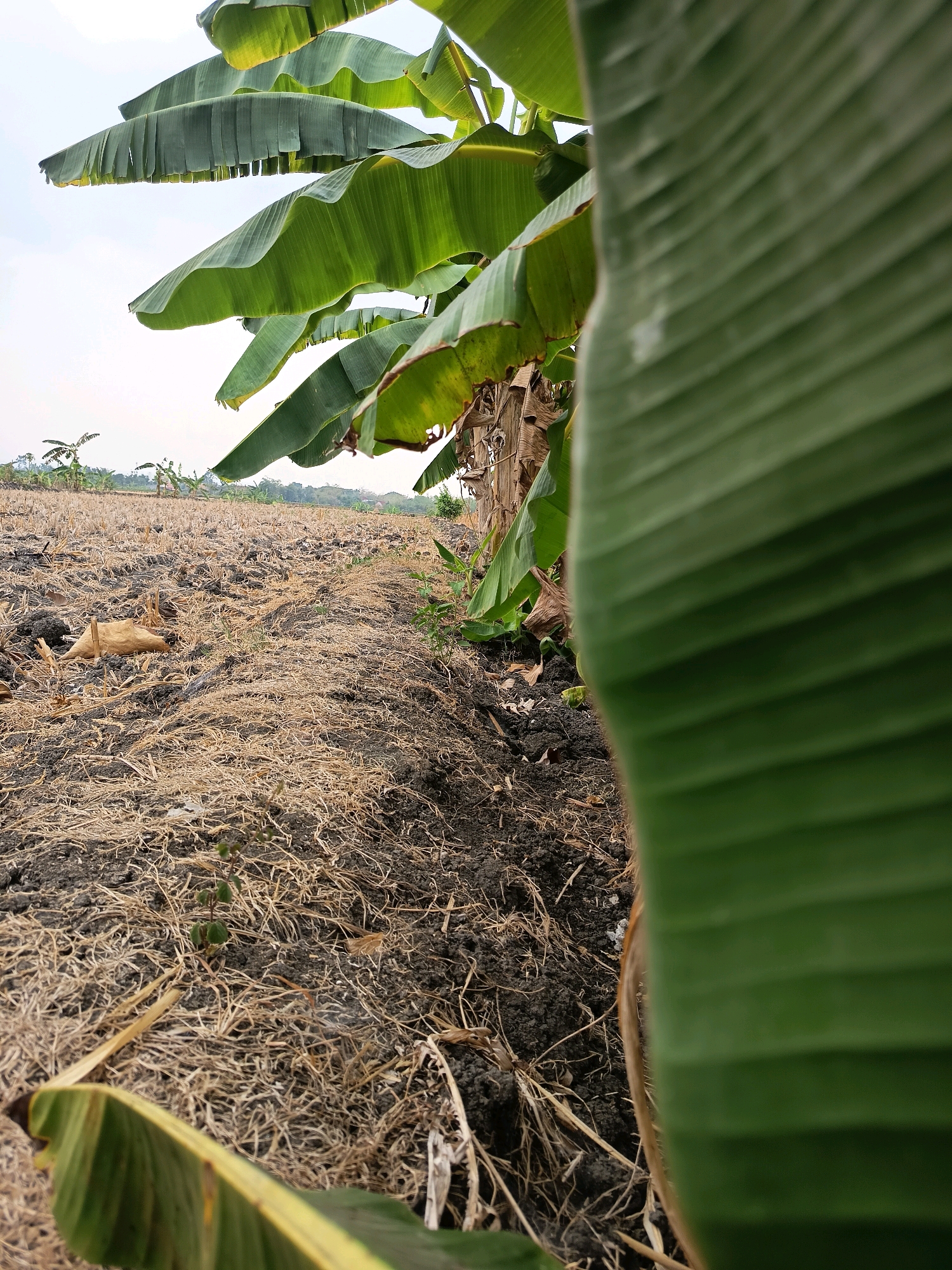 The image depicts a close-up view of banana leaves in the foreground, with a dry, harvested field stretching into the background. The field is covered in straw and dark soil, with sparse green shoots emerging. In the distance, a line of banana trees can be seen against a hazy sky. The scene appears to be in a rural or agricultural area, possibly on the outskirts of Sidorejo, Indonesia, given the context of the request. The lighting suggests it is daytime, with overcast or hazy conditions.
