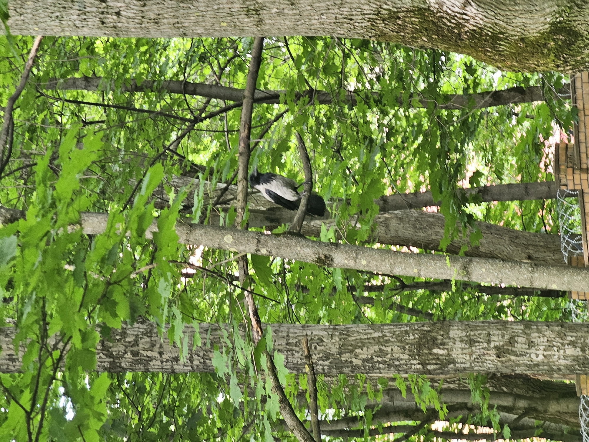 The image, oriented vertically, shows a tree canopy with a bird perched on a branch. The bird is black and white, and is situated among green leaves and branches. The environment is a wooded area with buildings visible in the background. Given the provided location, the image is located in Khimki, Russia.