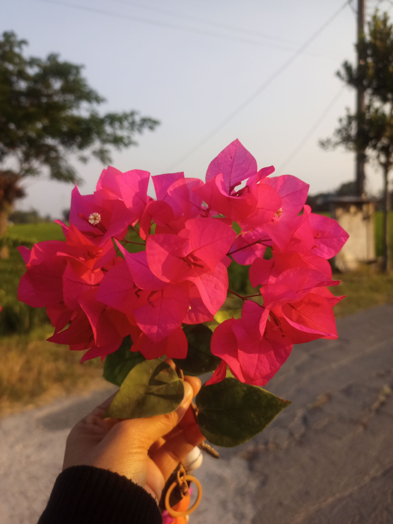 A close-up shot captures a hand holding a bouquet of vibrant pink bougainvillea flowers. The flowers are the central focus, with their delicate petals illuminated by warm, late afternoon sunlight. In the background, out of focus, is a street scene. To the left, the blurry silhouette of a tree can be seen against a pale sky. To the right, a utility pole stands beside a building. The environment suggests a rural or suburban setting, likely in Jati, Indonesia, given the soft light and vegetation. The hand holding the flowers wears a dark sleeve, and a keychain with colorful charms is attached to the stem. The overall impression is one of natural beauty captured during a peaceful moment outdoors.
