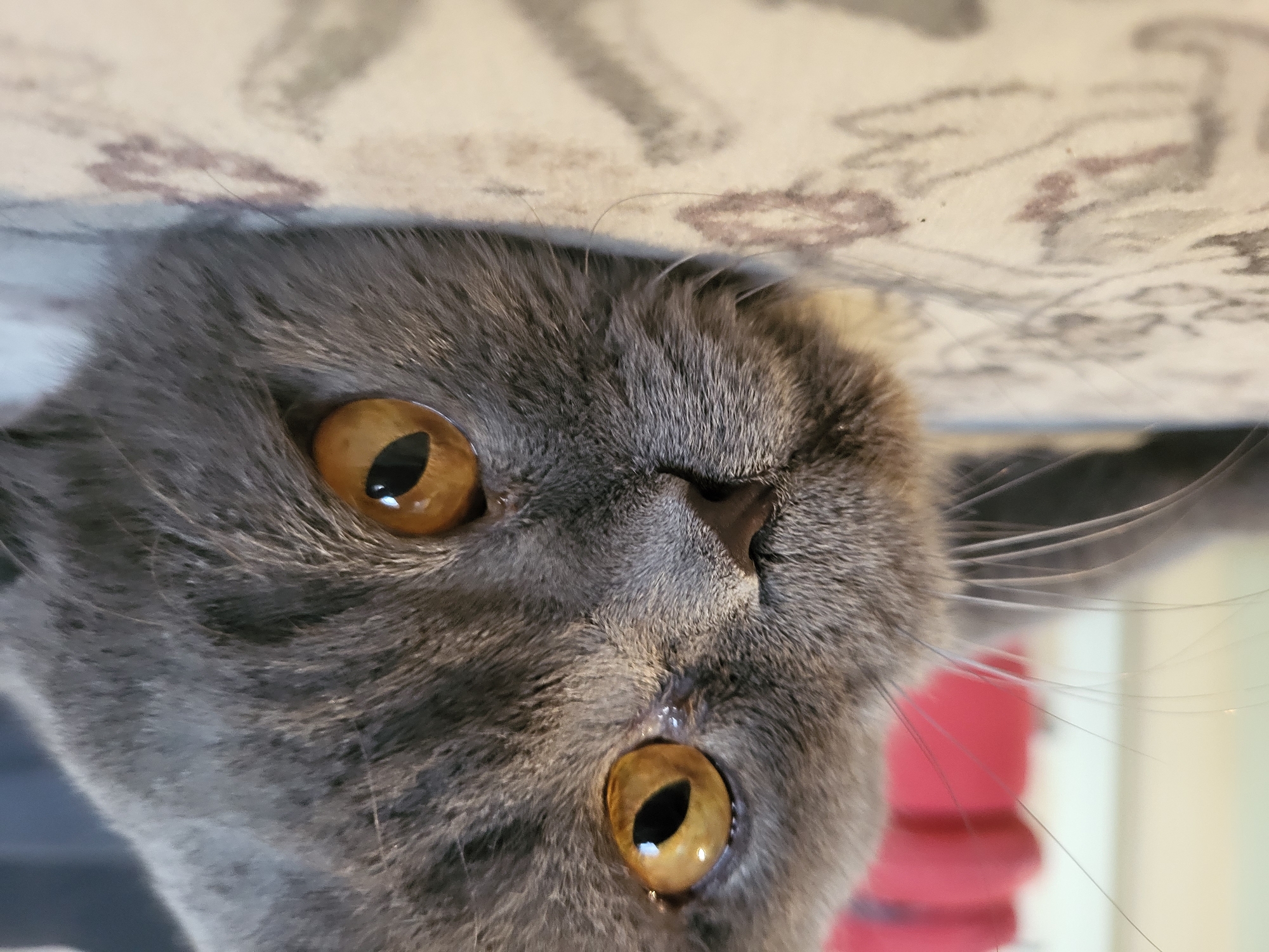 A close-up, low-angle shot shows the face of a gray cat with large, golden-amber eyes. The cat is lying on its side on a light-colored surface with a subtle patterned design, likely a rug or fabric. Its head is tilted, with one eye prominently in focus, showing a vertically slit pupil. The other eye is partially visible. The cat's fur appears soft and dense. In the background, a blurred red object is visible, and a pale, out-of-focus wall or surface. The lighting is soft, highlighting the texture of the cat's fur and the reflective quality of its eyes.