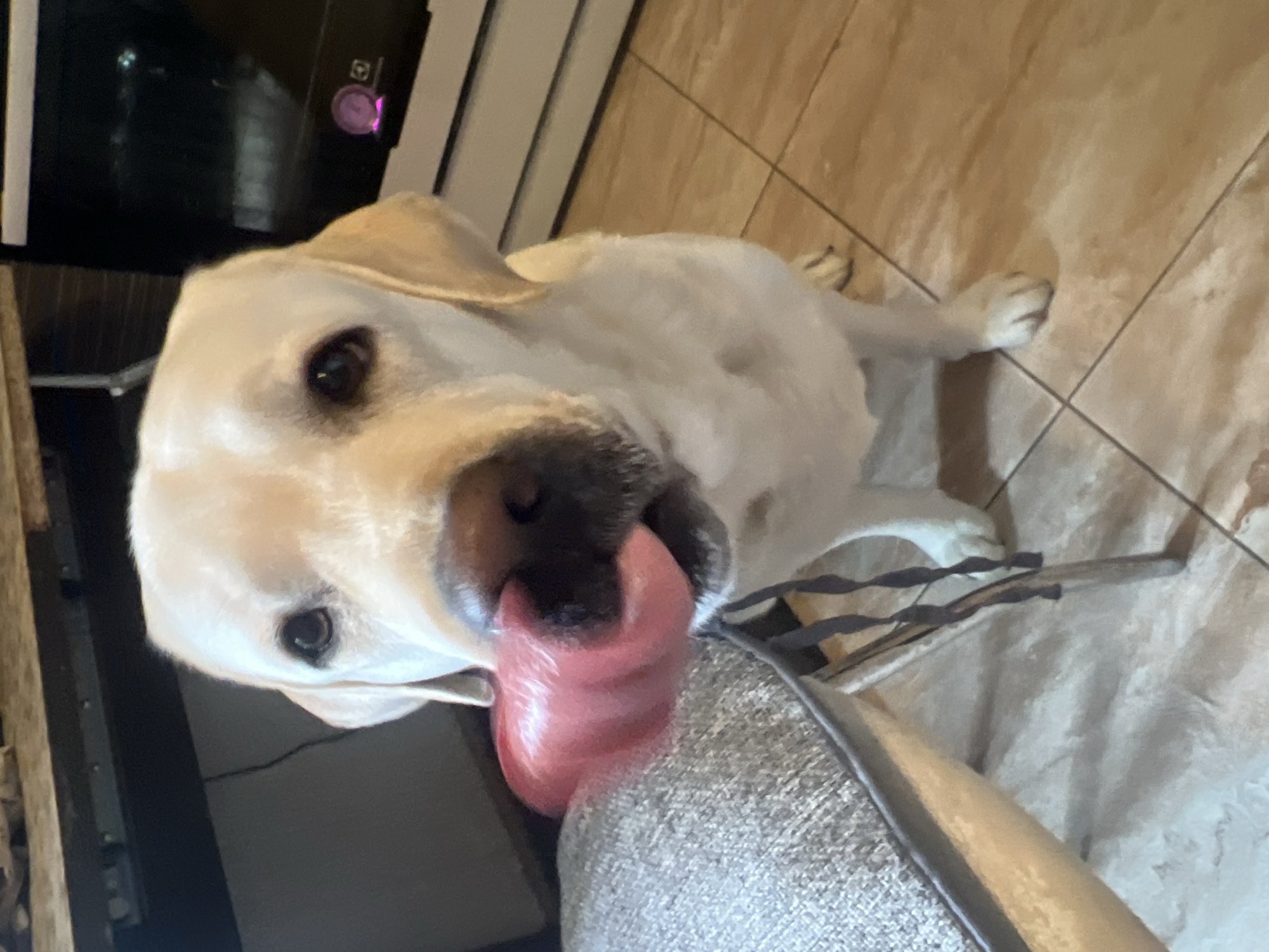 A golden labrador retriever is licking a light gray upholstered object. The dog is positioned in front of what appears to be a black and silver appliance. The floor has tan tiled. The location is not discernible from the image alone. Mytishchi, Russia, cannot be confirmed or denied based on visual evidence in the photograph.