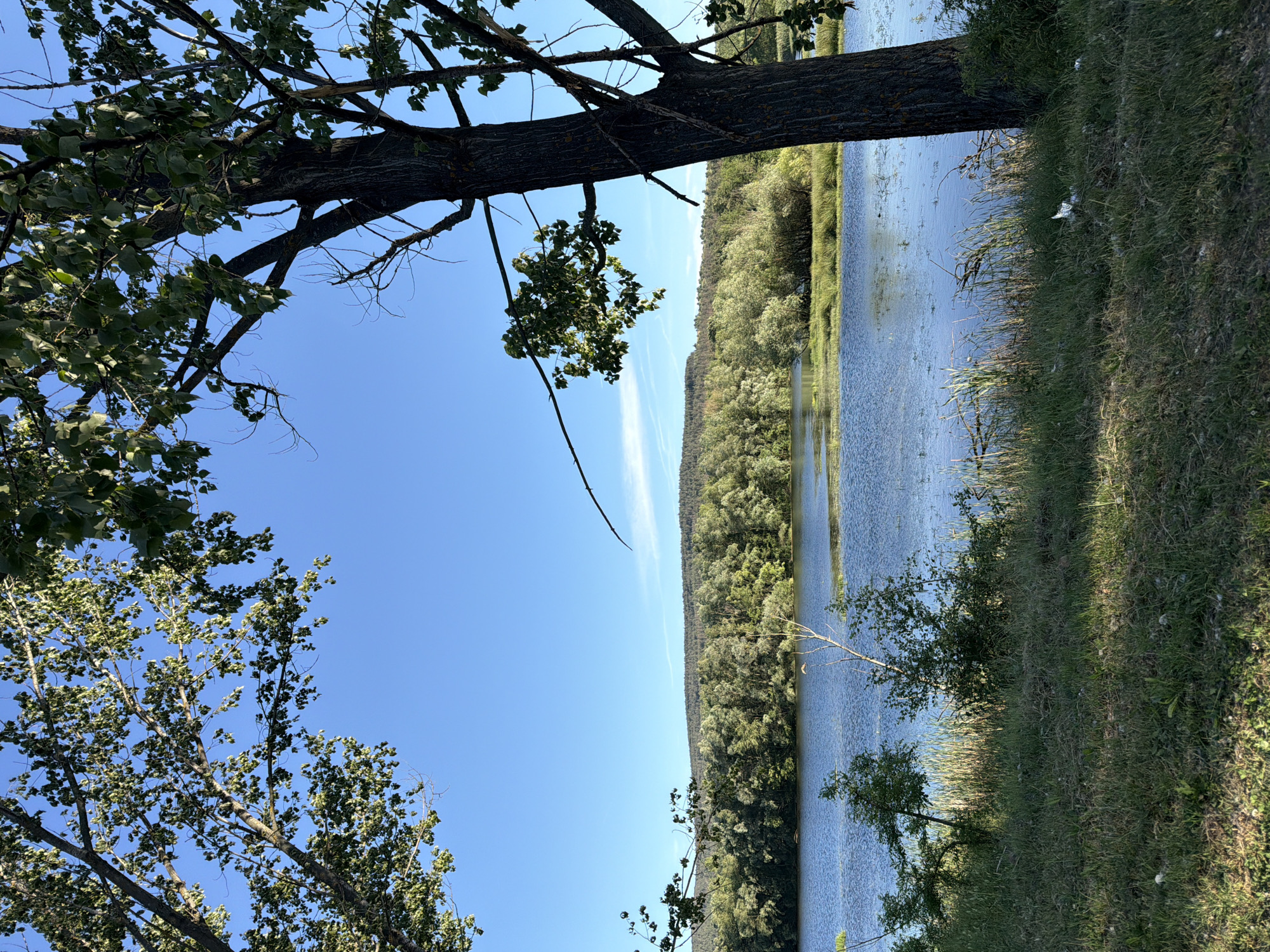 The image depicts a landscape at Lesichovo, Bulgaria. A body of water, likely a river or lake, stretches horizontally across the frame. The right bank is grassy, while the opposite bank is lined with a dense forest. The sky is clear and blue. A tree with green foliage is positioned on the left side of the frame, its branches extending into the sky. The image appears to have been rotated counter-clockwise, shifting the horizon vertically.
