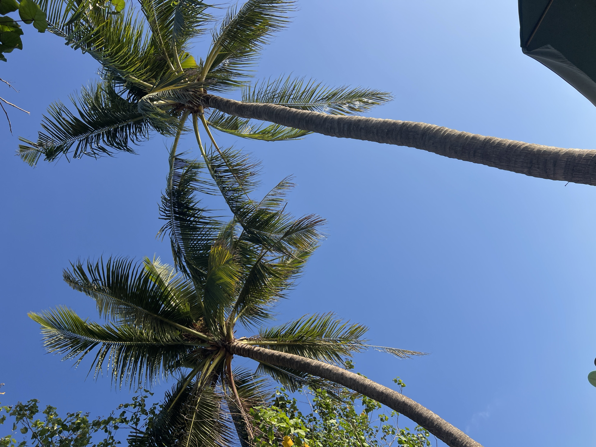 Two tall palm trees reach towards a clear blue sky. The palm tree on the left is thinner and closer to the left edge of the frame, with its fronds arching upwards and to the right. The palm tree on the right is thicker and stands more centrally, its fronds also extending upwards and spreading out. The bark of both trees is textured and greyish-brown. On the far left, the top of some green foliage is visible, suggesting other trees or plants. In the lower right corner, a dark green umbrella or canopy is partially visible, hinting at an outdoor setting. The overall impression is a sunny day with a tropical ambiance. The location is Kuta, Indonesia.