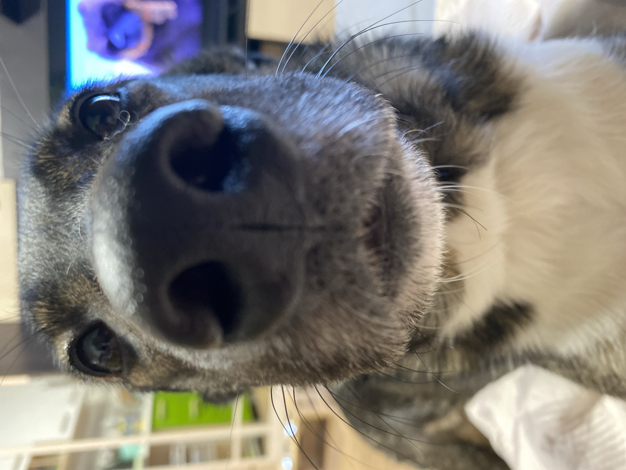 A close-up, low-angle portrait captures the face of a dog, dominated by its large, wet, black nose at the center of the frame. The dog's head is tilted, giving the impression of it looking down or being photographed from below. Its fur is a mix of dark grey/brown brindle patterns and white, particularly visible around its chest and side.
The dog's dark, glistening eyes are prominent, reflecting blurred elements from the background. In its left eye (viewer's right), a vivid blue and purple light source, possibly a screen or television, is clearly reflected. The right eye shows reflections of green and white shapes. Long, fine whiskers extend from the dog's snout and cheeks, adding to the detailed texture of its fur. The overall expression of the dog appears curious and gentle.
The background is softly blurred but suggests an indoor environment. Hints of white fabric, likely bedding or a blanket, are visible in the lower right portion of the image. Other indistinct shapes suggest furniture or shelving in the distance. There is no visible text in the image. The setting is likely a home in Chaikovsky, Russia, where the dog is calmly engaging with the camera.