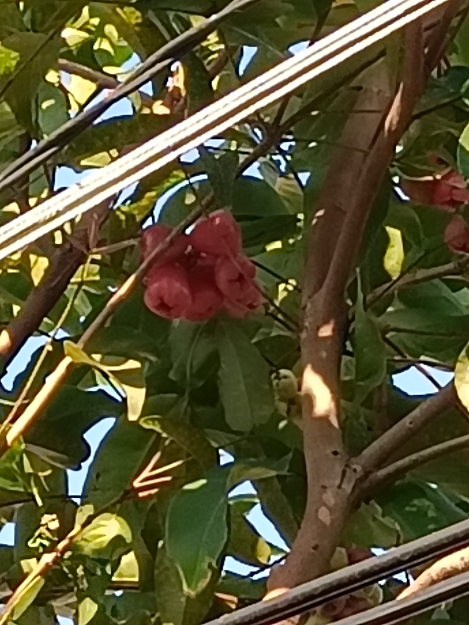 The image shows a cluster of red, bell-shaped fruits hanging from a tree branch. The fruits appear to be rose apples. The tree has green leaves and a brown trunk. There are also some power lines visible in the foreground and background. The scene is outdoors, with a blue sky visible through the leaves. The lighting suggests it is daytime. The image does not provide information about the specific location in Kediri City, Indonesia, beyond the fact that it is an outdoor scene with a fruit-bearing tree.