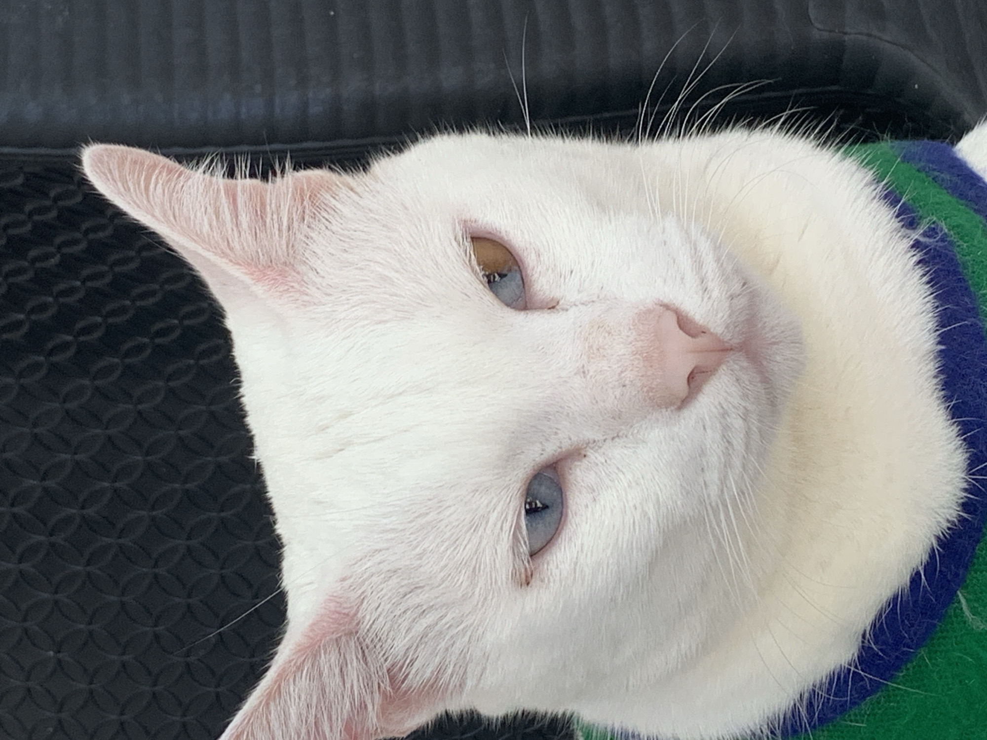 A close-up, eye-level shot shows the head of a white cat with heterochromia, meaning its eyes are different colors. The left eye is blue, while the right eye is a mixture of brown and blue. The cat has pink ears and a pink nose. It is wearing a green and blue striped sweater. The background is dark and textured, possibly a woven material. The image is cropped to focus on the cat's face and upper body.