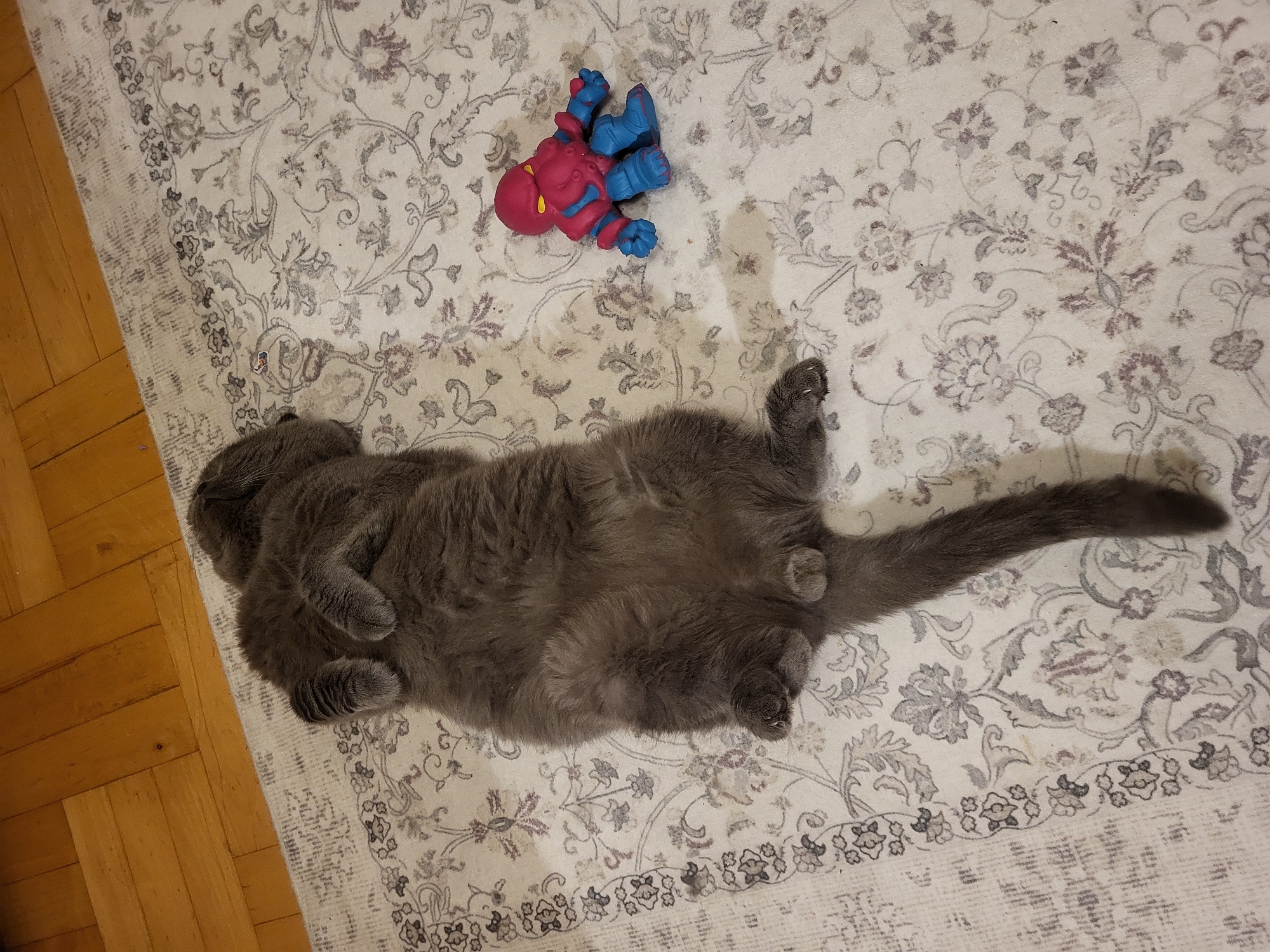 An overhead shot captures a gray cat sprawled on its back on a cream-colored rug with a floral pattern. The cat's paws are tucked towards its chest. To the cat's right, a small, pink and blue toy with tentacles is visible. The rug is situated on a polished wooden floor. The location is Unknown, Unknown.
