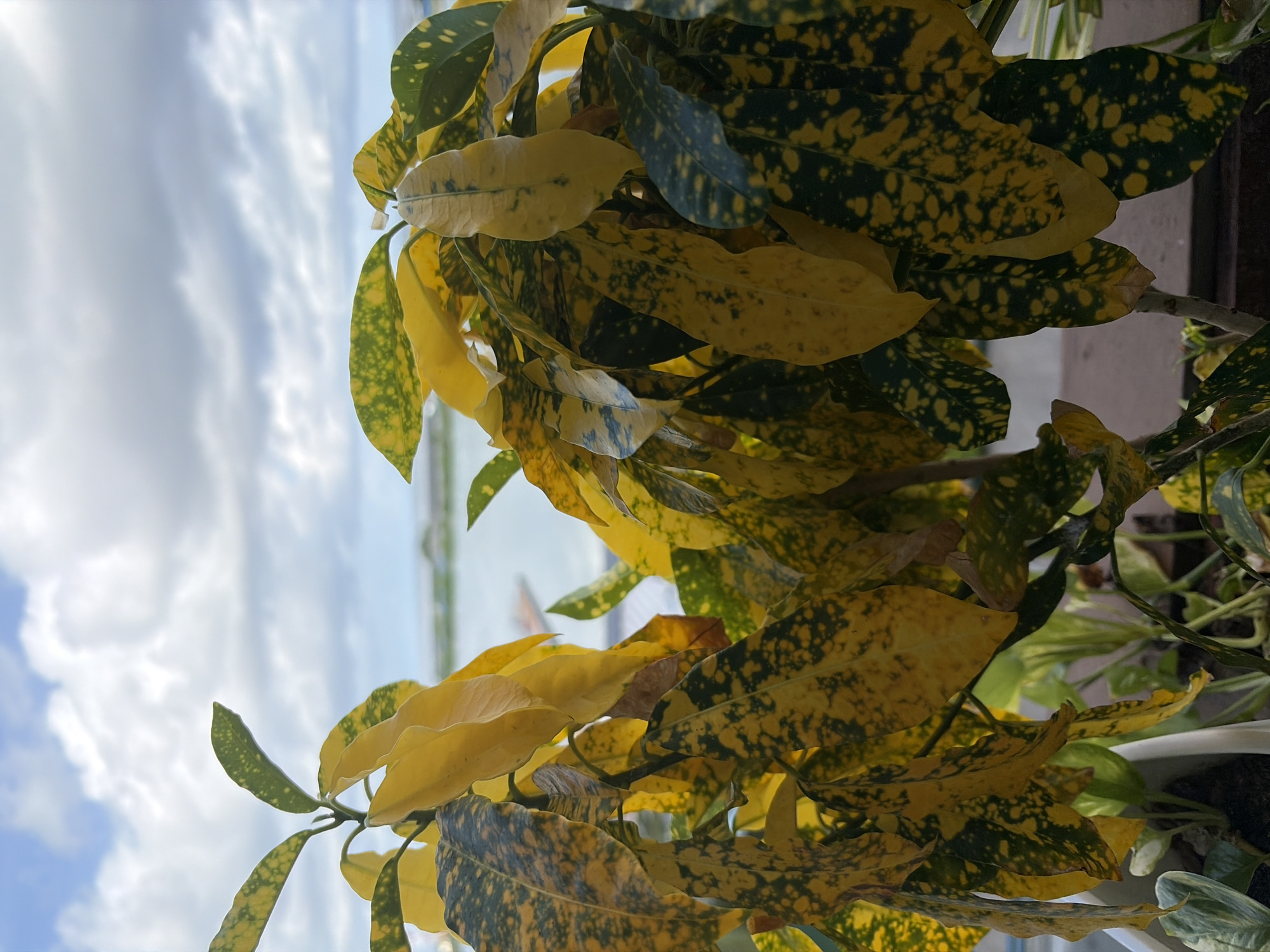 A close-up, low-angle vertical shot captures a spotted laurel plant in the foreground, its broad, glossy leaves displaying a striking pattern of dark green splotches against a vibrant yellow background. The plant is in a white pot, partially visible at the bottom left. In the mid-ground, a body of water, possibly the ocean, reflects the sky, with a hint of a distant shore or structures visible. The background is dominated by a cloudy sky, with patches of blue sky peeking through cumulus clouds, suggesting an overcast but bright day. The overall scene is outdoors, likely on a balcony or elevated area, offering a view towards a tropical horizon. This scene is consistent with the outdoor urban environment of Malé, Maldives, where such plants are common and balconies often provide views of the surrounding water and sky. There are no people or animals present in the image.