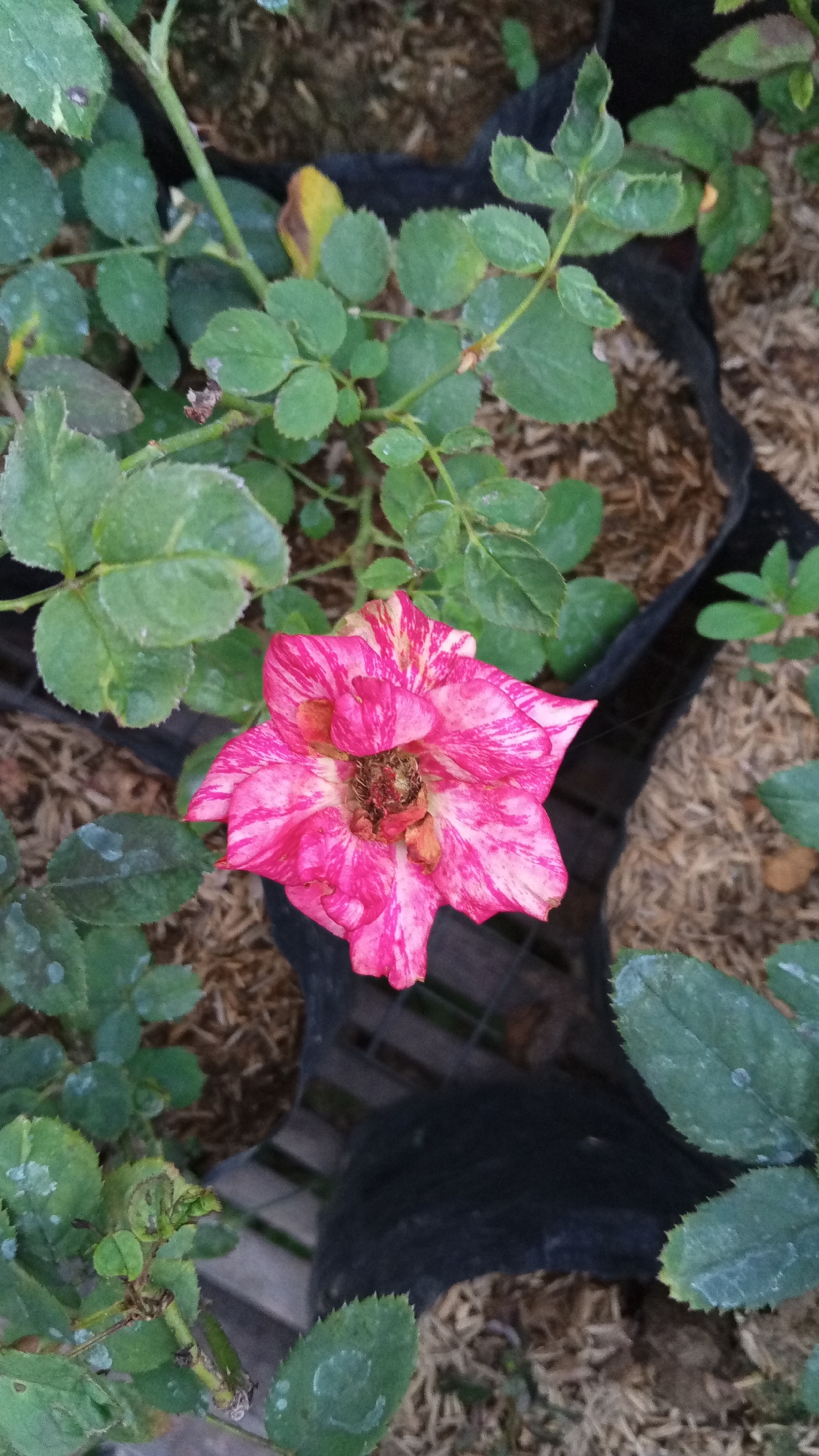 In the Uteunreutoh, Indonesia area, a close-up shot captures a vibrant, striped pink and white rose in full bloom, positioned slightly to the left of the center. The rose is surrounded by lush green foliage, with some leaves exhibiting a slightly powdery or mildewed appearance. The background consists of dark grow bags filled with a light brown, mulch-like material. The lighting suggests it may be overcast or a shaded area.