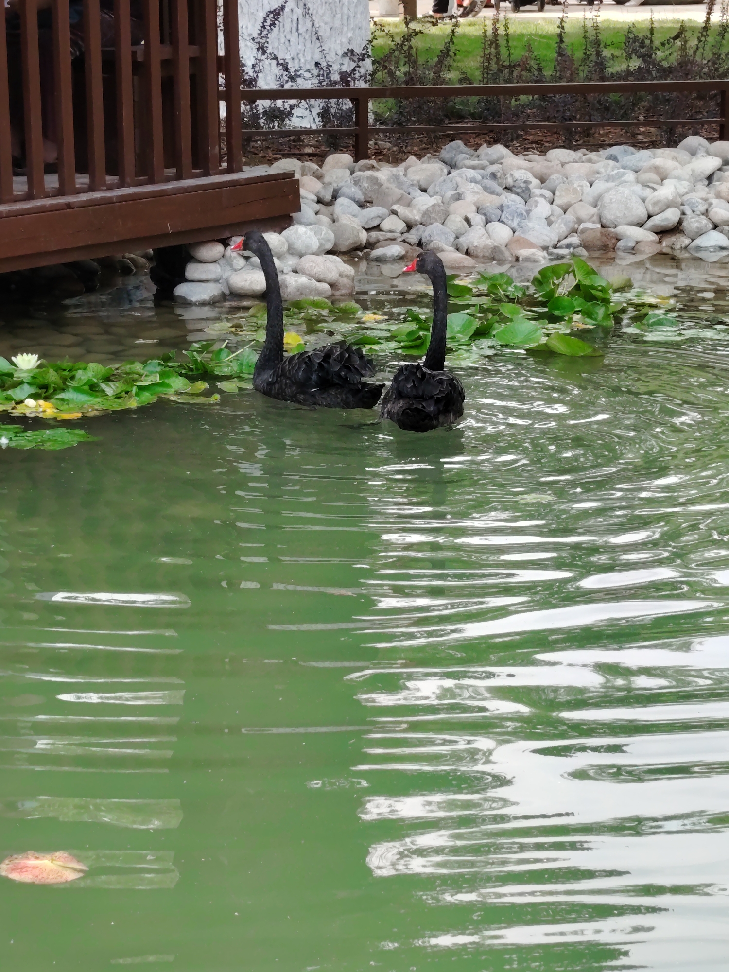 In Shymkent, Kazakhstan, two black swans swim in a pond filled with lily pads. The pond is located adjacent to a wooden deck and a rocky embankment. The water is green and reflective, with ripples on the surface. The swans are dark and have bright red beaks. One swan is closer to the camera, while the other is slightly behind it. The background shows a light-colored wall with dark vegetation.