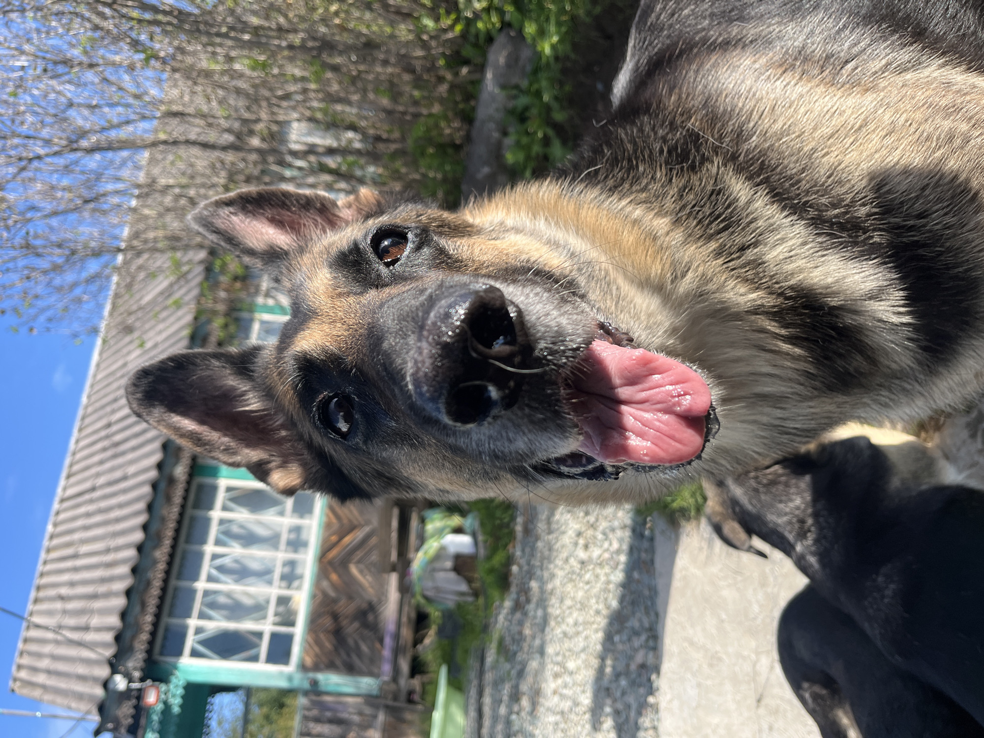 A close-up, low-angle outdoor photograph captures a German Shepherd dog in the foreground, looking directly at the camera with its tongue out and panting. The dog has characteristic tan and black markings. Partially visible behind the dog, in the lower left quadrant, are the heads of at least two dark-colored puppies. The background depicts a rustic, weathered wooden house with a corrugated metal roof and multi-paned windows. The setting appears to be a rural or suburban area, possibly in Nizhny Tagil, Russia, given the architectural style and general ambiance. The ground in front of the house is covered in gravel, and there is greenery and trees visible to the right and behind the structure. The sky is clear and blue. The scene suggests a warm, sunny day.