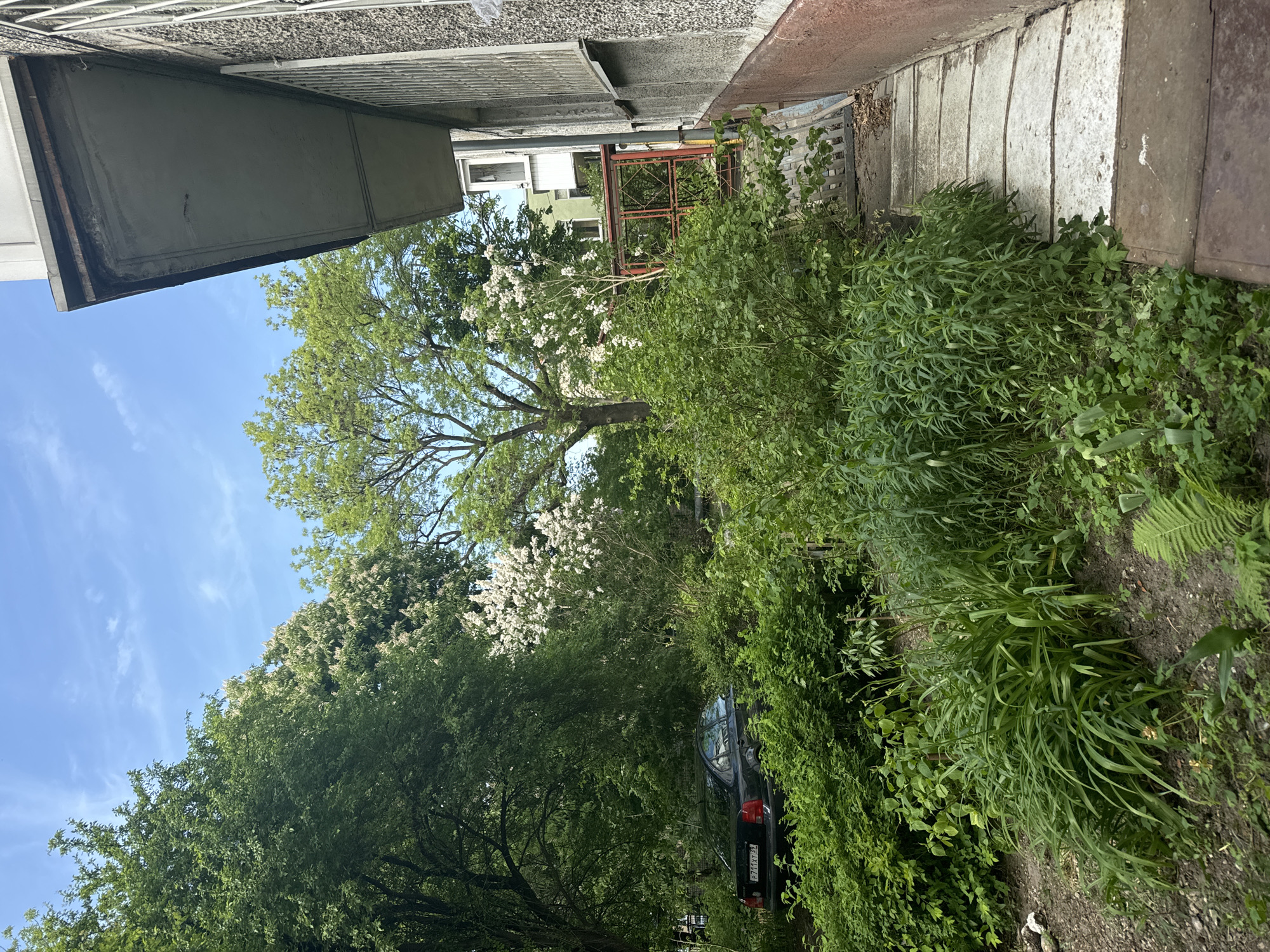 The image depicts an overgrown area adjacent to a building in Unknown, Unknown. The building features a deteriorating facade with a window and an overhanging structure. Dense vegetation, including trees, bushes, and various plants, dominates the foreground and midground. A dark-colored car is partially obscured by the foliage. The sky is visible in the upper portion of the image, showing a clear, blue sky with scattered clouds. A fenced structure and another building can be seen partially through the trees in the midground. The ground is covered with soil and some scattered debris.