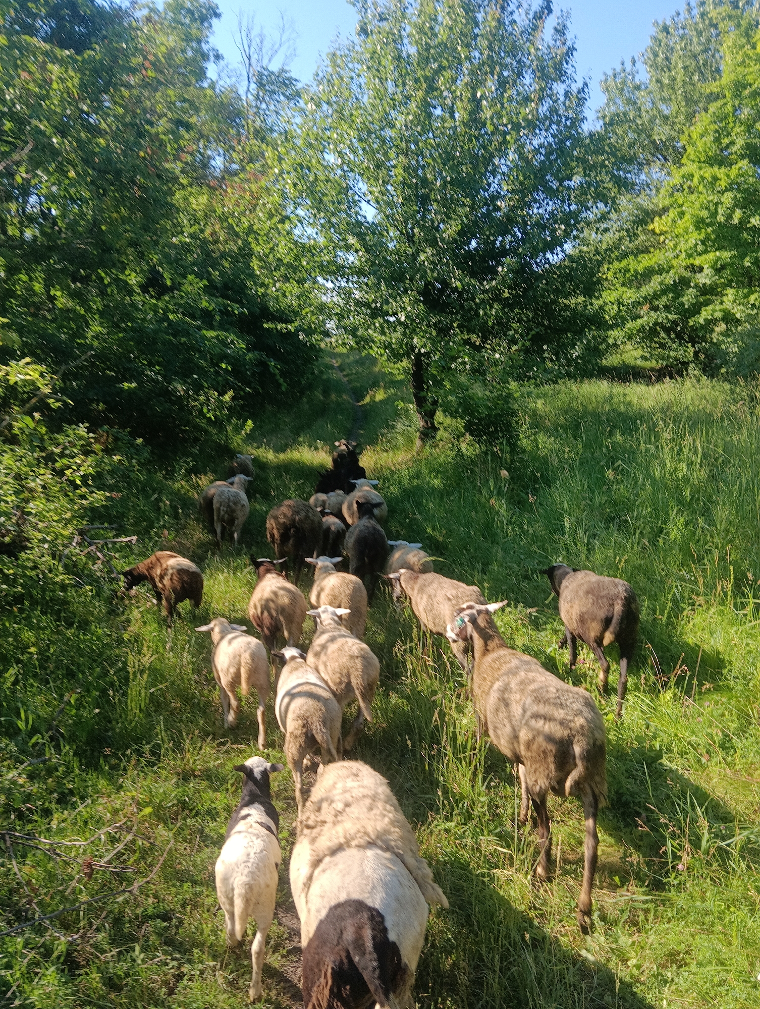 A flock of sheep walks up a grassy incline between two heavily treed areas. The trees are lush and green, suggesting a temperate climate and a sunny day. The sheep are varied in color, with some being white, others brown, and a few appearing black. They are positioned at different distances from the viewer, creating a sense of depth in the image. The foreground features a few sheep in sharper focus, while the sheep further up the incline are slightly blurred. The overall scene depicts a pastoral setting, likely in a rural or natural environment.