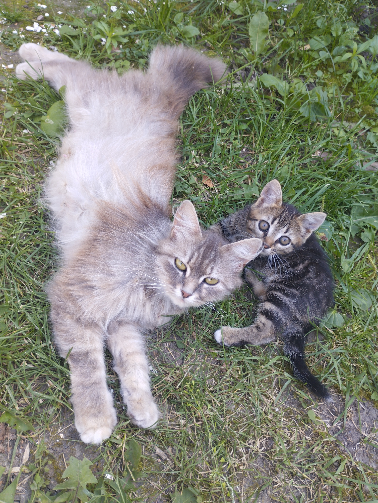 Two cats are lying on the grass in Voroshylivka, Ukraine. The larger cat, on the left, is a fluffy gray tabby with yellow eyes. It is lying on its back with its paws in the air. The smaller cat, a dark tabby kitten, is nestled against the larger cat's side. It has big, curious eyes and is looking directly at the camera. The grass is green and lush, with some dry patches and fallen leaves. The sun appears to be bright, suggesting it is daytime, and the weather is likely warm. The overall mood is peaceful and serene, with the cats appearing relaxed and comfortable in their surroundings. There is no visible text in the image.