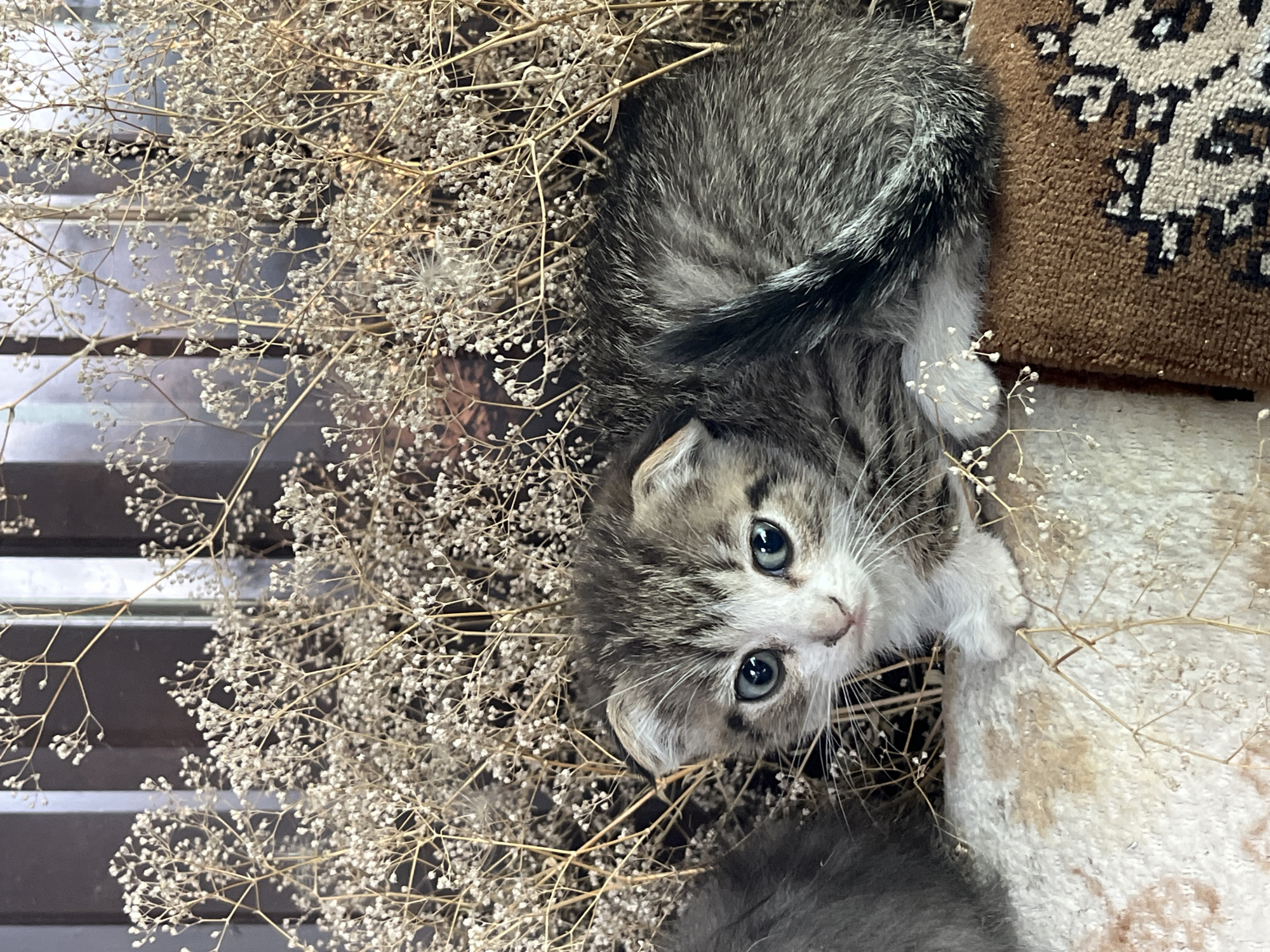 In an indoor setting, likely a home, a young tabby kitten with blue eyes is nestled amongst dried baby's breath flowers. The kitten is positioned on a textured surface, possibly a rug or blanket, which features a brown and cream patterned design. The background is dark and out of focus, with vertical elements that suggest a window frame or shelves. The kitten's body is mostly obscured by the flowers and its curled tail. The lighting is soft, highlighting the kitten's face and the delicate white flowers.