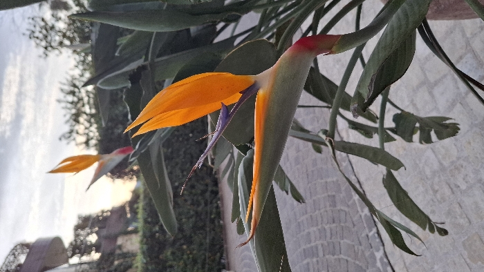 This image captures a close-up of a vibrant Bird of Paradise flower (Strelitzia reginae) in an outdoor setting in Budva, Montenegro. The primary subject, located in the foreground and sharply in focus, displays a prominent orange spathe with a purple-blue petal emerging from it, and a reddish segment at its base connected to a green stem. Surrounding the flower are several broad, dark green leaves of the same plant, some appearing partially damaged or weathered.
In the blurred mid-ground, a second Bird of Paradise flower with similar orange coloration is visible, positioned further back and to the left of the main subject. The ground beneath the plant consists of a light-colored, patterned paved surface, likely made of interlocking stones or tiles. The background reveals a soft, overcast sky, indicating either dawn or dusk. Distant, out-of-focus green foliage, possibly hedges or trees, forms a natural barrier. On the far left, a blurred architectural element, potentially a balcony or building with a curved railing, is discernible. No individuals or active interactions are present in the scene.