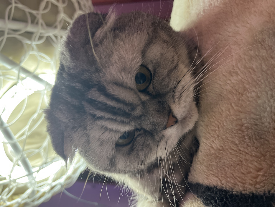 A grey tabby Scottish Fold cat peers down with tilted head and curious, intelligent eyes. Its folded ears and striped markings are clearly visible, and its pink nose is highlighted. The cat is perched near a tan, furry surface, possibly a cat tree, and some white netting is visible in the background. The lighting suggests an indoor setting.
