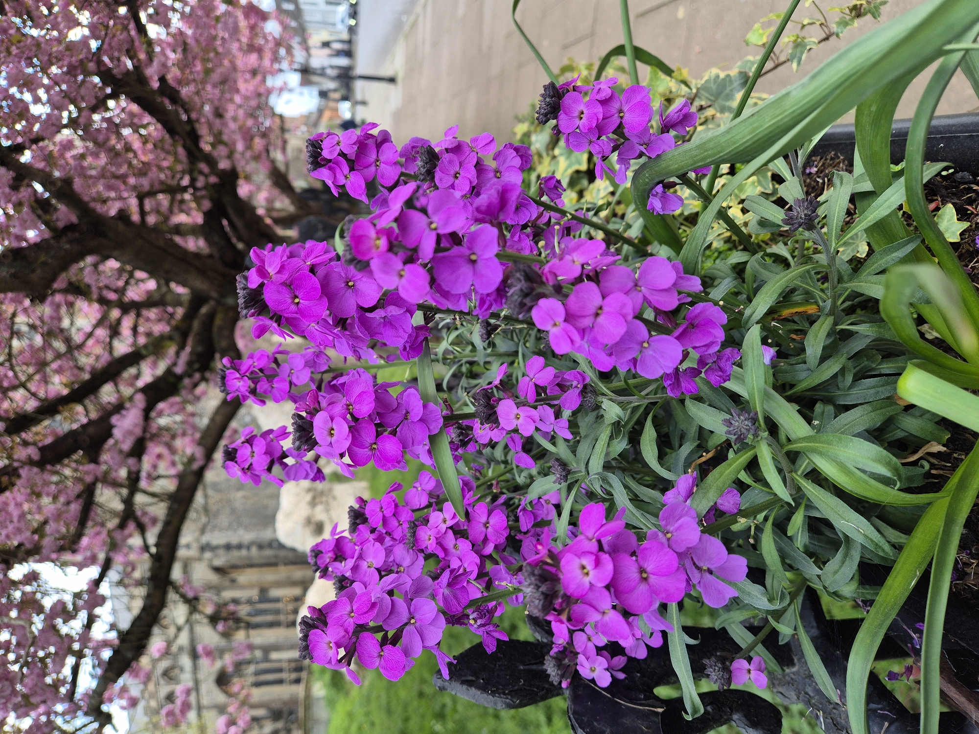 The image captures a close-up of vibrant purple flowers, likely blooming in a flowerbed or container. The flowers feature four petals each, characteristic of the Brassicaceae family. Amid the purple blooms, there are green leaves of various shapes and sizes, some elongated and others rounded. A blurred background reveals a tree laden with pink blossoms, reminiscent of cherry blossoms, suggesting a springtime setting. The image orientation is somewhat tilted, with the flowers appearing in the foreground and the tree in the background, partially obscured. The photograph's setting, West Suffolk, United Kingdom, implies an urban environment with floral displays.