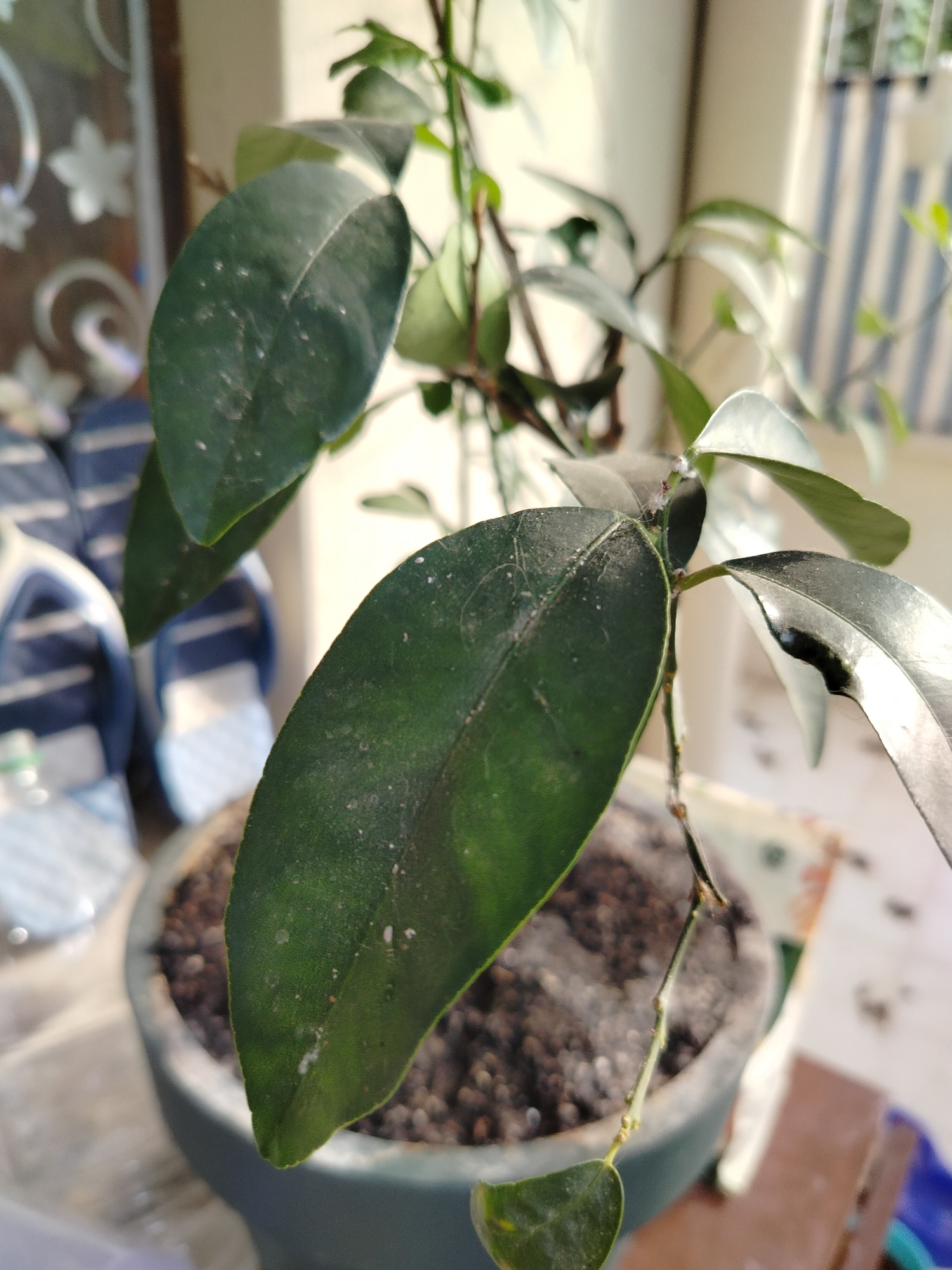 A close-up, eye-level shot focuses on the leaves and stem of a potted plant. The plant's leaves are a deep green, with some showing a dusty or speckled appearance, possibly from a fine white residue. The stem is thin and brown, with small buds visible. The plant is in a dark green pot filled with dark soil. In the background, out of focus, are what appear to be blue and white striped flip-flops, suggesting an indoor or balcony setting. The overall lighting indicates it's daytime, possibly with sunlight casting shadows. The specific location in Antalya, Turkey, cannot be determined from the image alone.